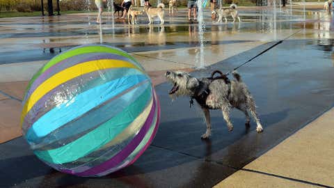 01.10.2025, USA, ST. JOSEPH: Ein Hund bellt einen Ball an. (Don Campbell/The Herald-Palladium/AP/dpa)