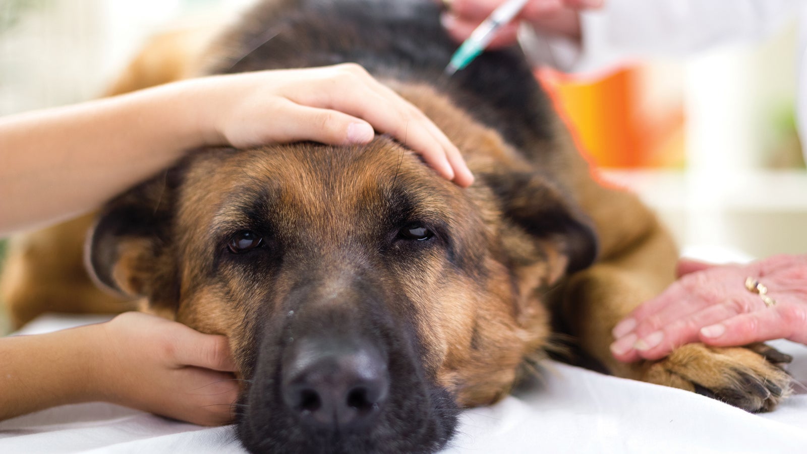 veterinary surgeon is giving the vaccine to the dog German Shepherd,fokus on injection