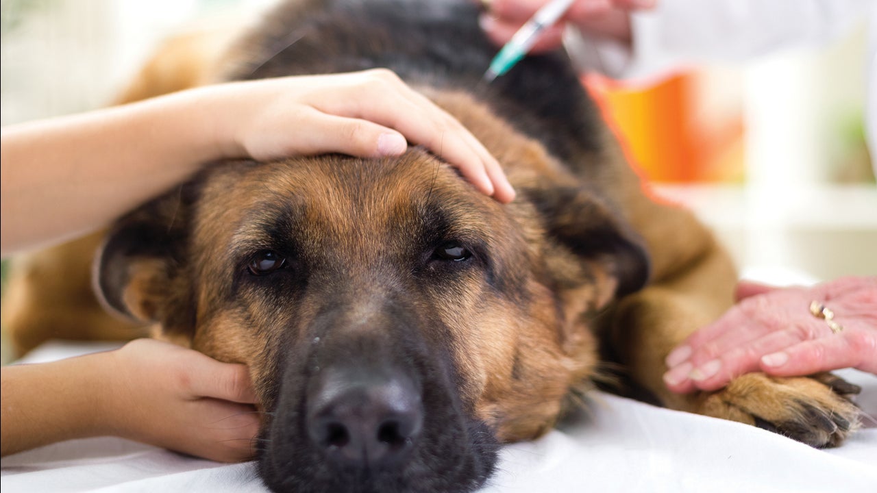 hundestaupe eine todliche krankheit fur haustiere the weather channel artikel von the weather channel weather com