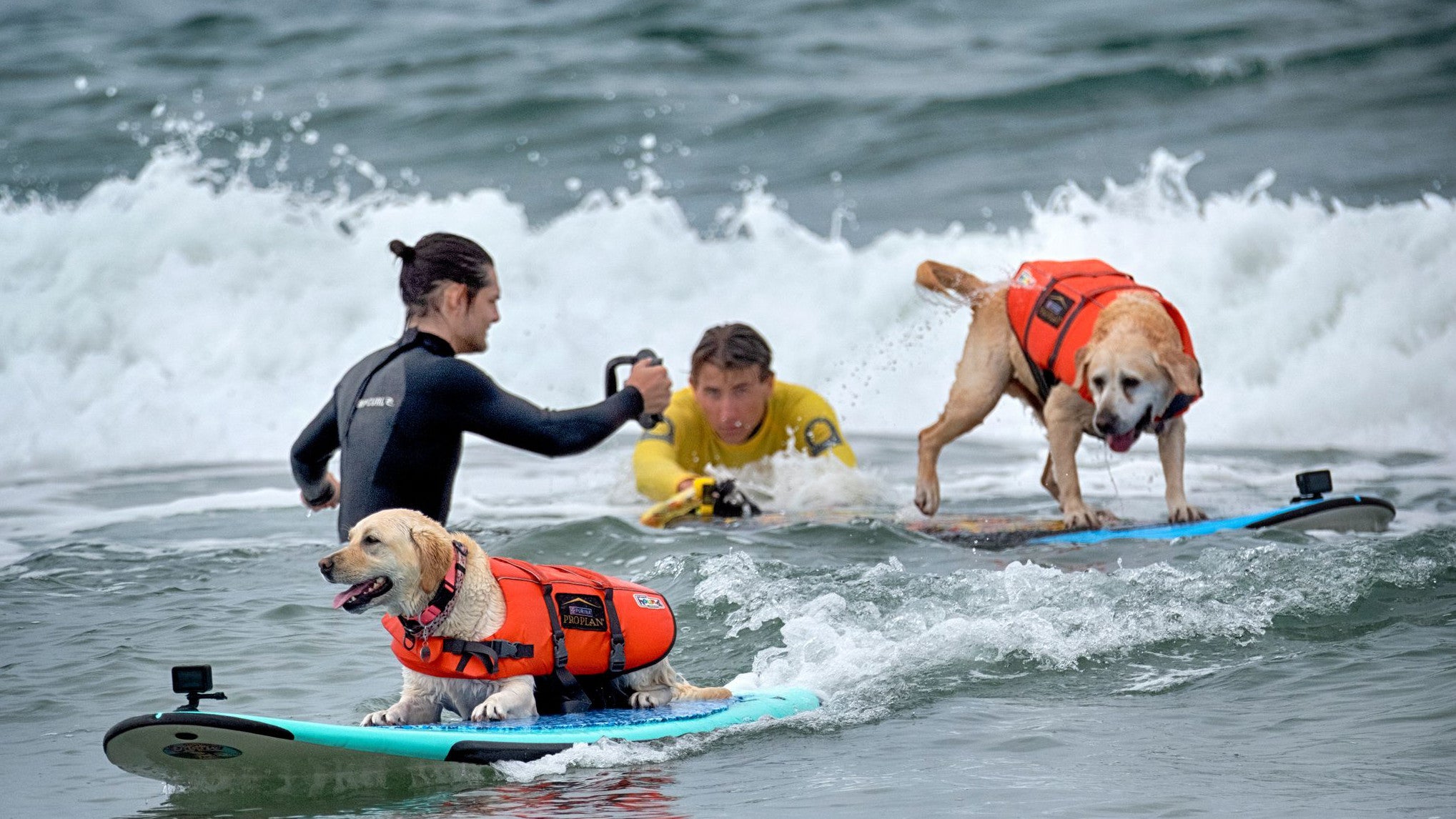 Zwei Hunde nehmen an der &bdquo;Incredible Dog Challenge&ldquo; teil &ndash; einer Surfmeisterschaft f&uuml;r Hunde (Richard Vogel/AP/dpa)
