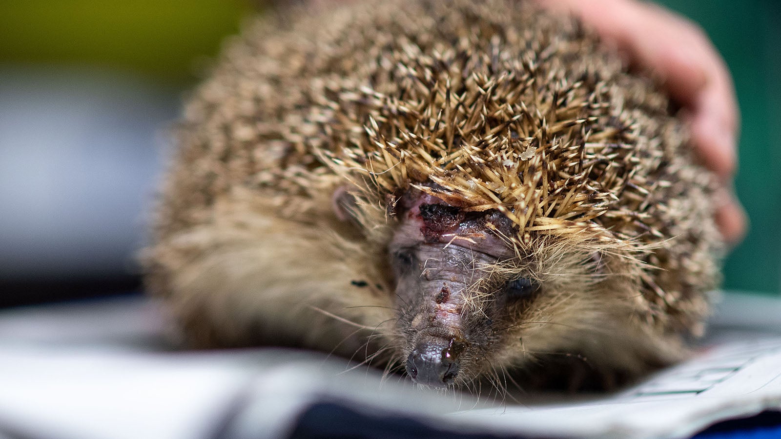17.06.2020, Nordrhein-Westfalen, Pulheim: Ein Igel mit einer Kopfverletzung sitzt im Keller von Karin Oehl auf einer Zeitung. Mit Knopfaugen und Stacheln sind die possierlichen Tiere jetzt auch in G&auml;rten unterwegs. Doch viele Igel &uuml;berleben den Sommer nicht. Immer mehr von ihnen geraten unter messerscharfe Schneidetechnik. Natursch&uuml;tzer schlagen Alarm. (zu&nbsp;"T&ouml;dliche Gefahr f&uuml;r Igel und Ringelnatter - M&auml;hroboter auf Hochtouren") Foto: Marius Becker/dpa +++ dpa-Bildfunk +++