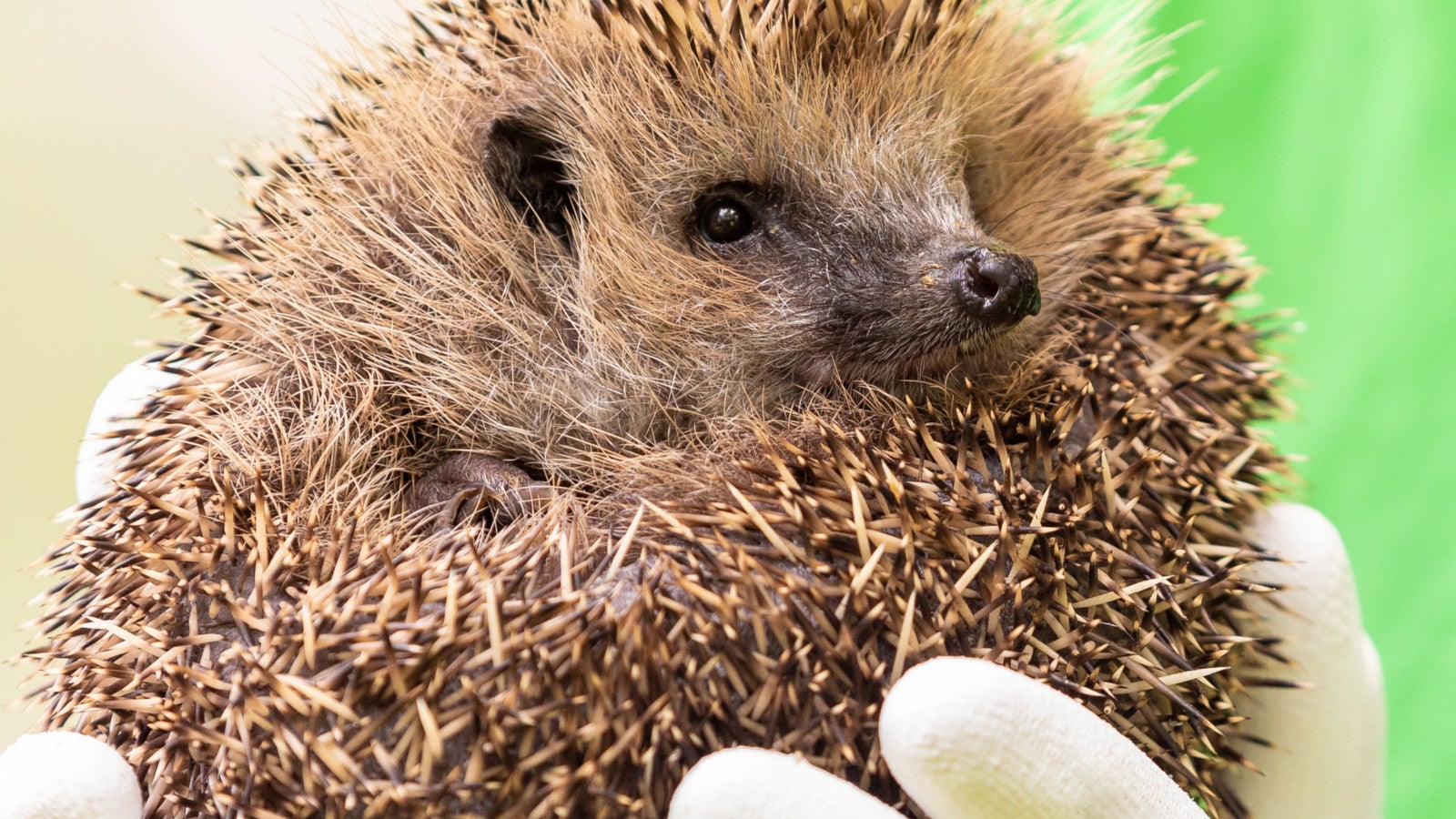 Schlechtere Bedingungen für Igel Die Aufnahmestationen laufen voll The Weather Channel