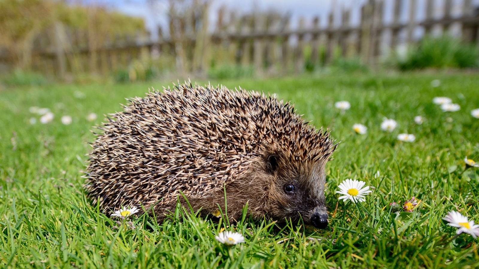 Hedgehog sniffs curiously in the grass