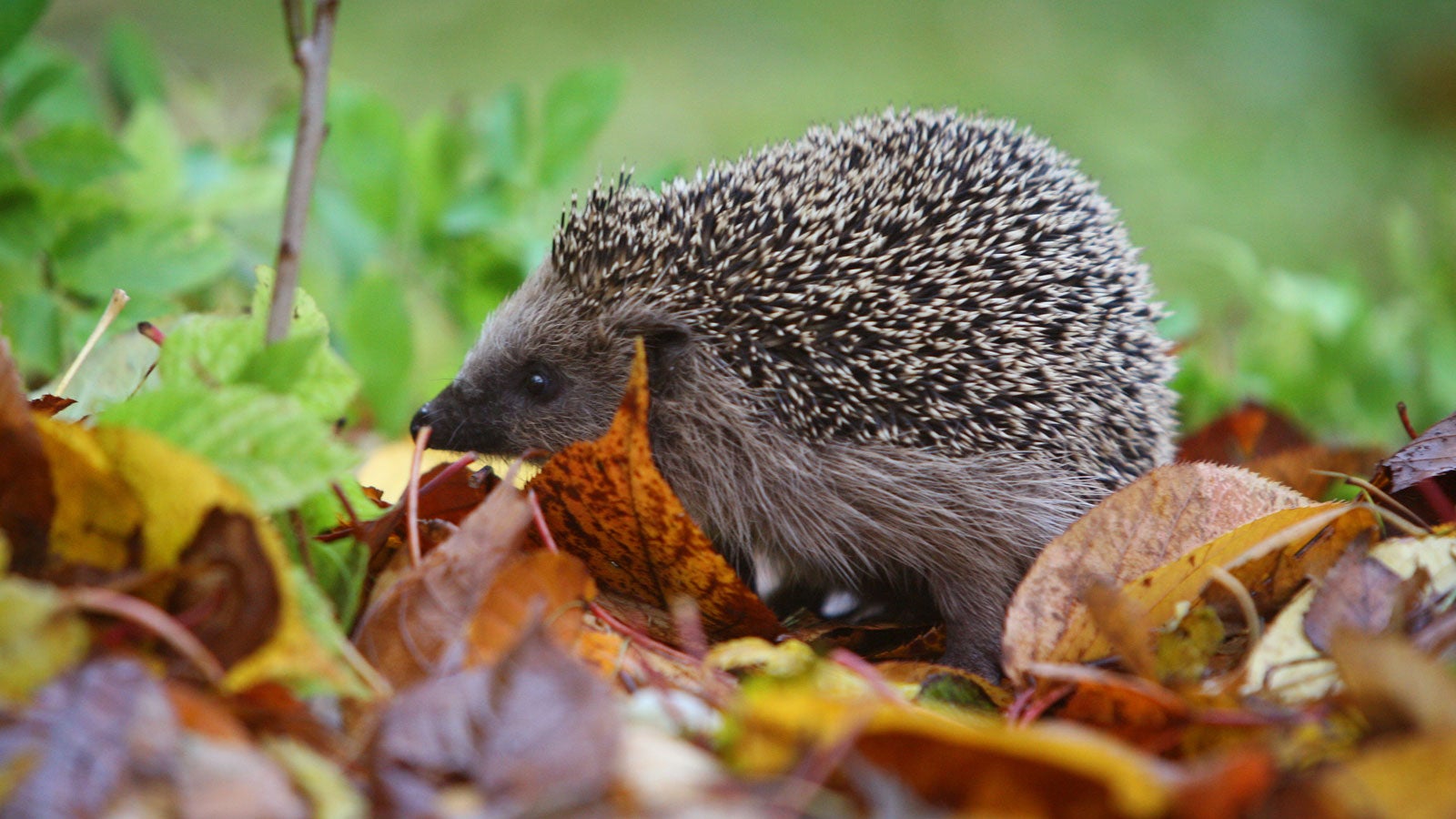 ARCHIV - 11.11.2007, Kaufbeuren: Ein Igel l&auml;uft durch einen Garten. Penibel gepflegte G&auml;rten ohne Gestr&uuml;pp, Reisighaufen oder unaufger&auml;umte Ecken machen Igeln das Leben schwer. Foto: Karl-Josef Hildenbrand/dpa +++ dpa-Bildfunk +++