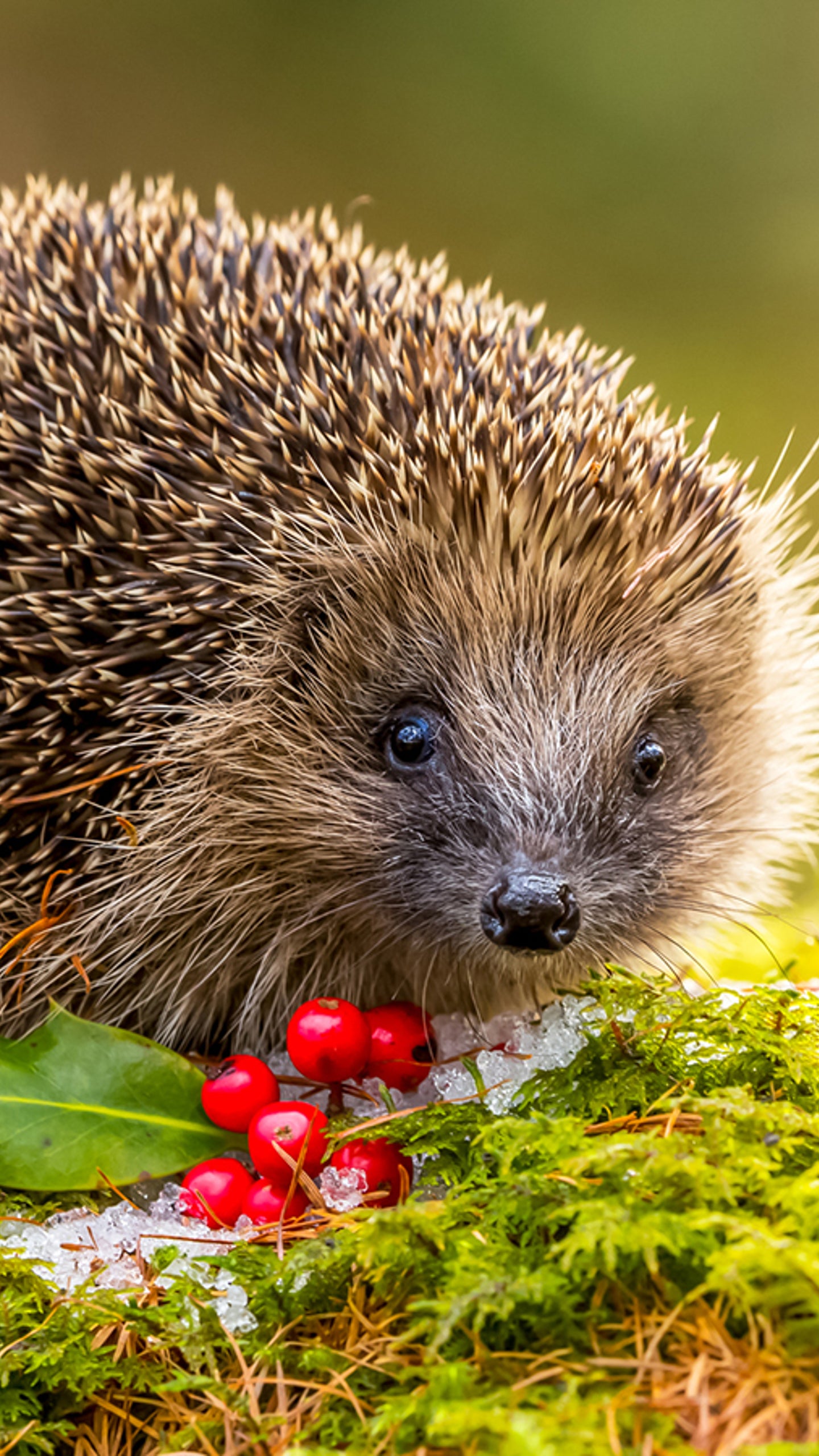 So Kommen Igel Am Besten Uber Den Winter The Weather Channel Artikel Von The Weather Channel Weather Com