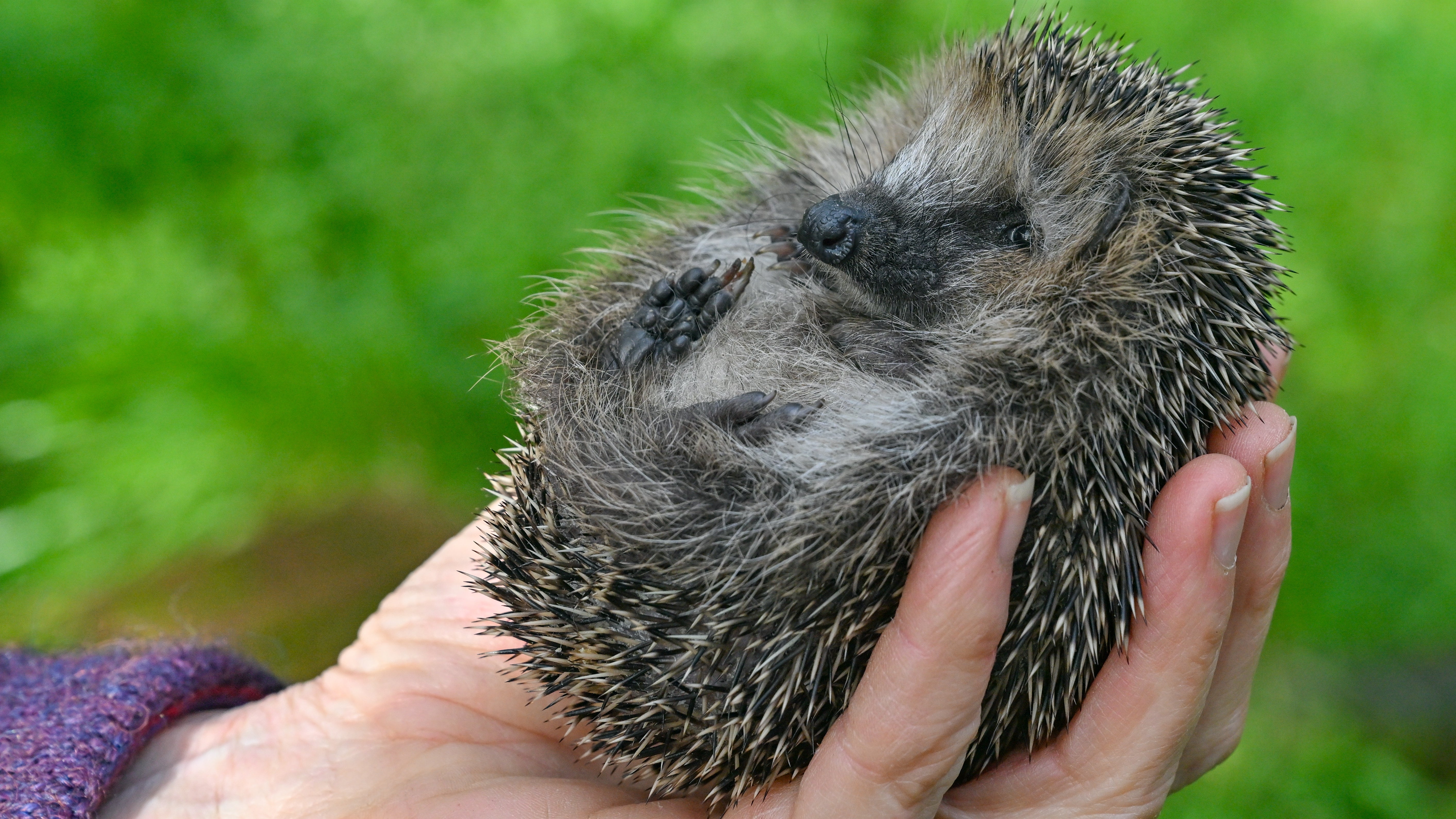 Brandenburg, Neuzelle: In der Hand von Simone Hartung von der Igelstation Neuzelle liegt der kleine und nur etwa 200 Gramm leichte Igel mit Namen B&auml;rbel. (Patrick Pleul/dpa) 