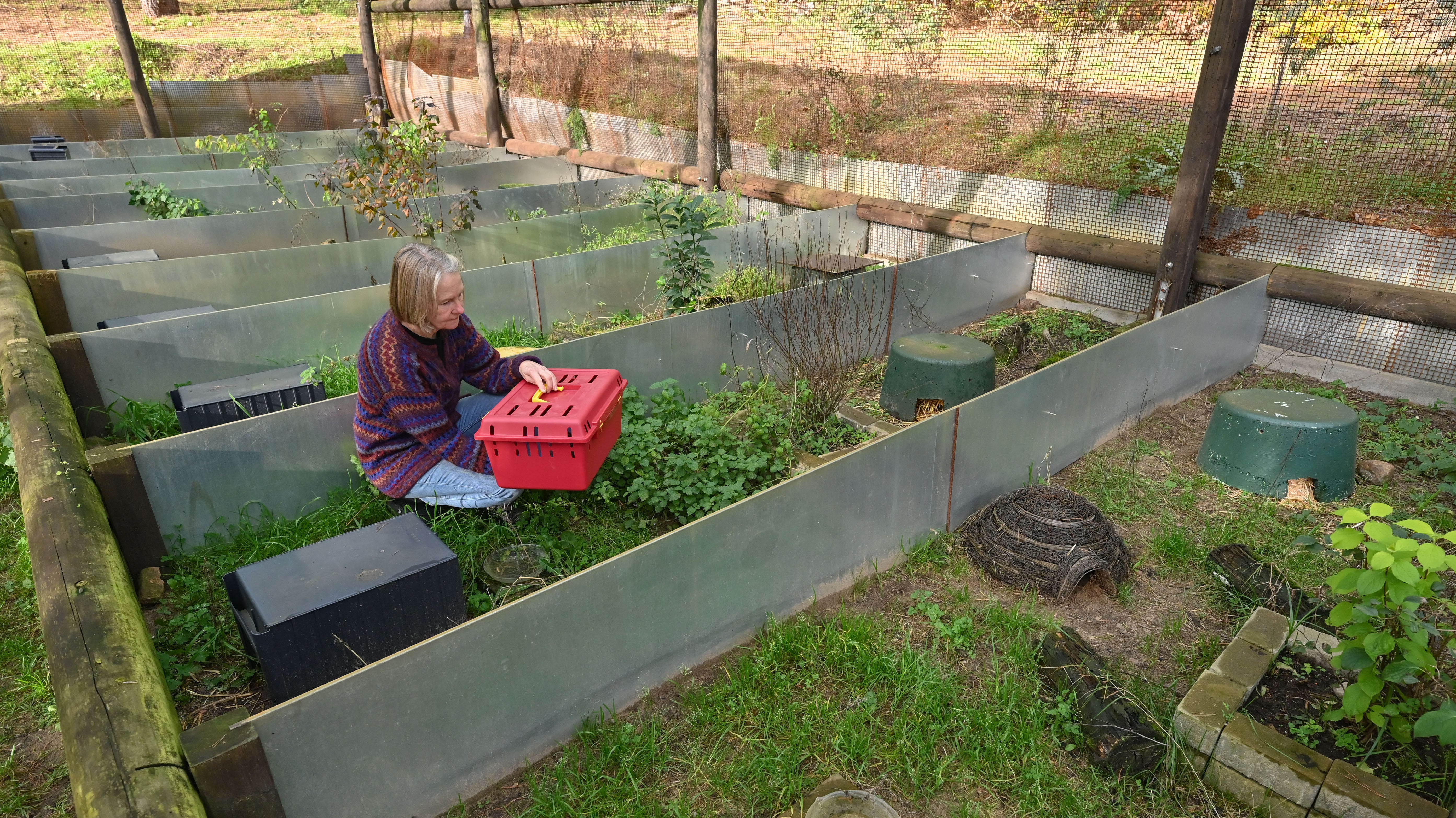 09.11.2023, Brandenburg, Neuzelle: Simone Hartung von der Igelstation Neuzelle hockt im Freigehege mit einer Transportbox. Wenn Gartenbesitzer oder Spazierg&auml;nger kranke oder unterern&auml;hrte Igel zu ihr bringen, kann Simone Hartung ihre Hilfe nicht versagen. (Patrick Pleul/dpa)