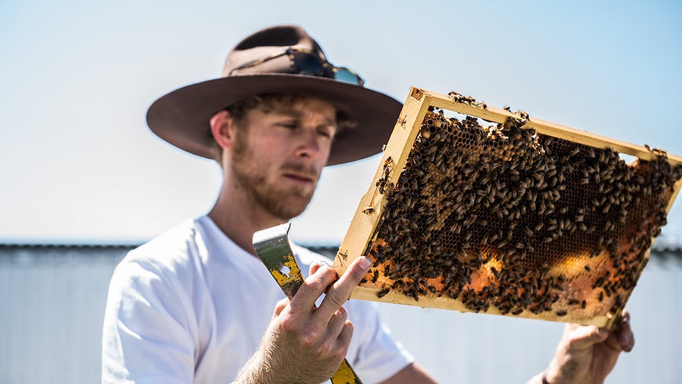 Jack ist Hotelimker. 250 Kilogramm Honig produzieren die Hotelbienen, welchen die G&auml;ste des Hotels zum Fr&uuml;hst&uuml;ck bekommen.