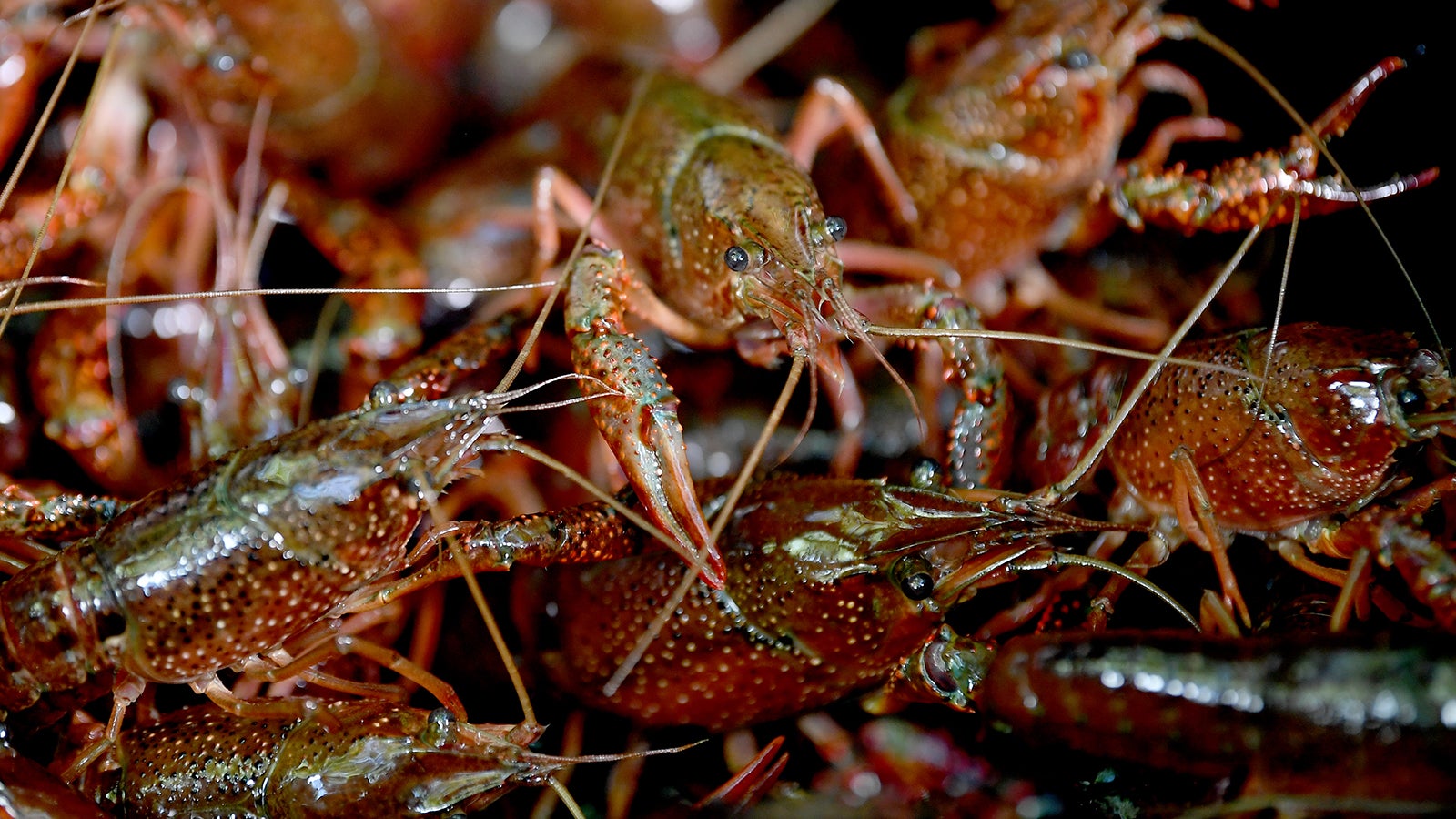 ARCHIV - 08.05.2018, Berlin: Gefangene Amerikanische Sumpfkrebse krabbeln in einem Beh&auml;lter. Als 2017 erstmals Amerikanische Sumpfkrebse auf Wiesen und Wegen im Berliner Tiergarten gesichtet wurden, sorgte das f&uuml;r einige Aufregung. Vermutlich hatten sich die Nachkommen ausgesetzter Tiere zun&auml;chst unbemerkt vermehrt, bevor Hunger oder Platznot sie aus den Parkgew&auml;ssern trieben. (zu dpa "Gekommen, um zu bleiben - Invasive Arten bedrohen die Stadtnatur") Foto: Britta Pedersen/dpa-Zentralbild/dpa +++ dpa-Bildfunk +++