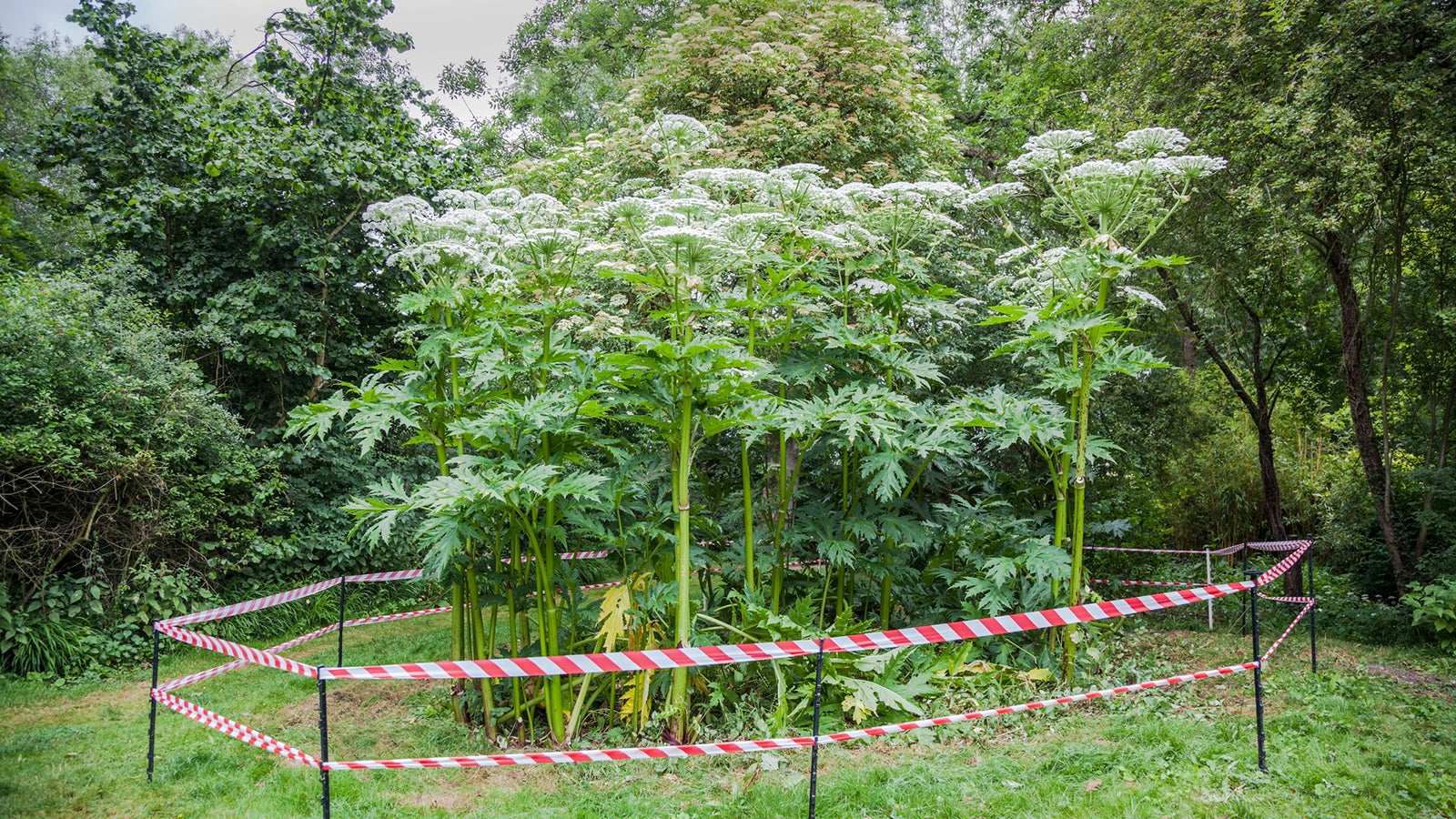 giant hogweed dangerous plant England summer