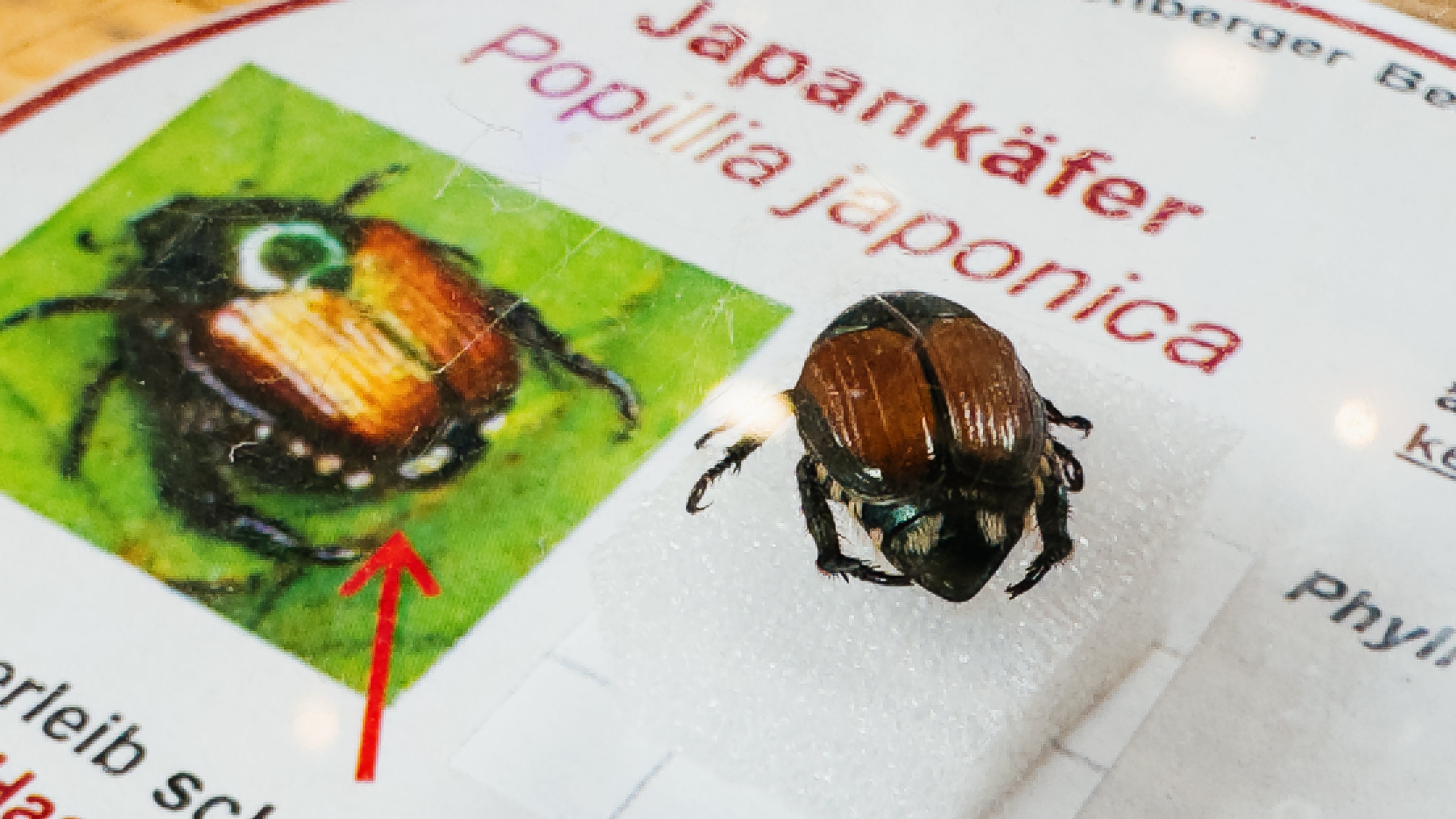 Baden-W&uuml;rttemberg, Freiburg: Ein Japank&auml;fer ist in einer Bestimmungshilfe des Landwirtschaftlichen Technologiezentrums Augustenberg (LTZ) zu sehen. (Philipp von Ditfurth/dpa)

