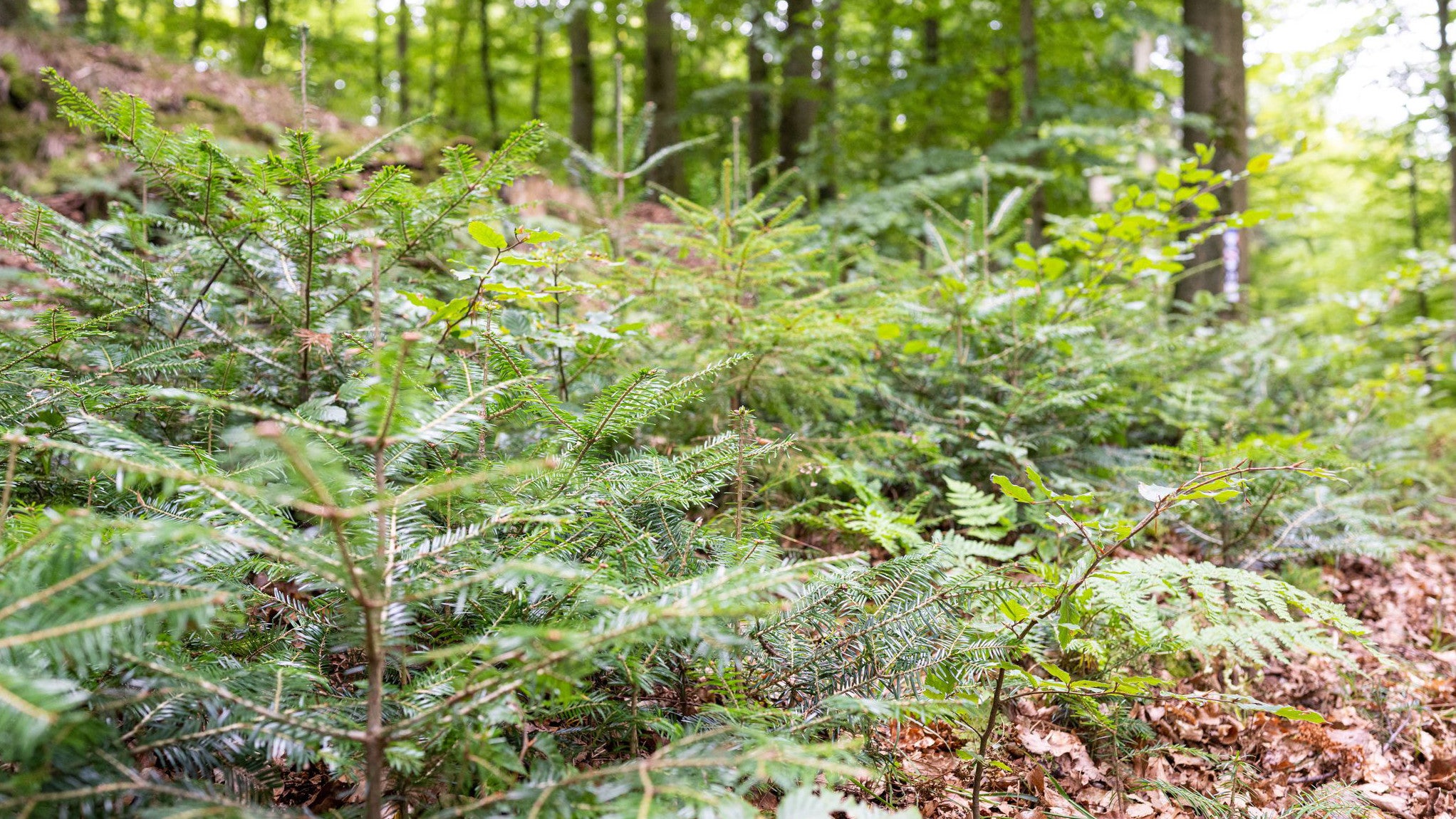 27.08.2025, Nordrhein-Westfalen, Paderborn: An dieser Stelle einer kleinen Aufforstung stehen verschiedene Tannenarten und B&auml;ume. (Guido Kirchner/dpa)

