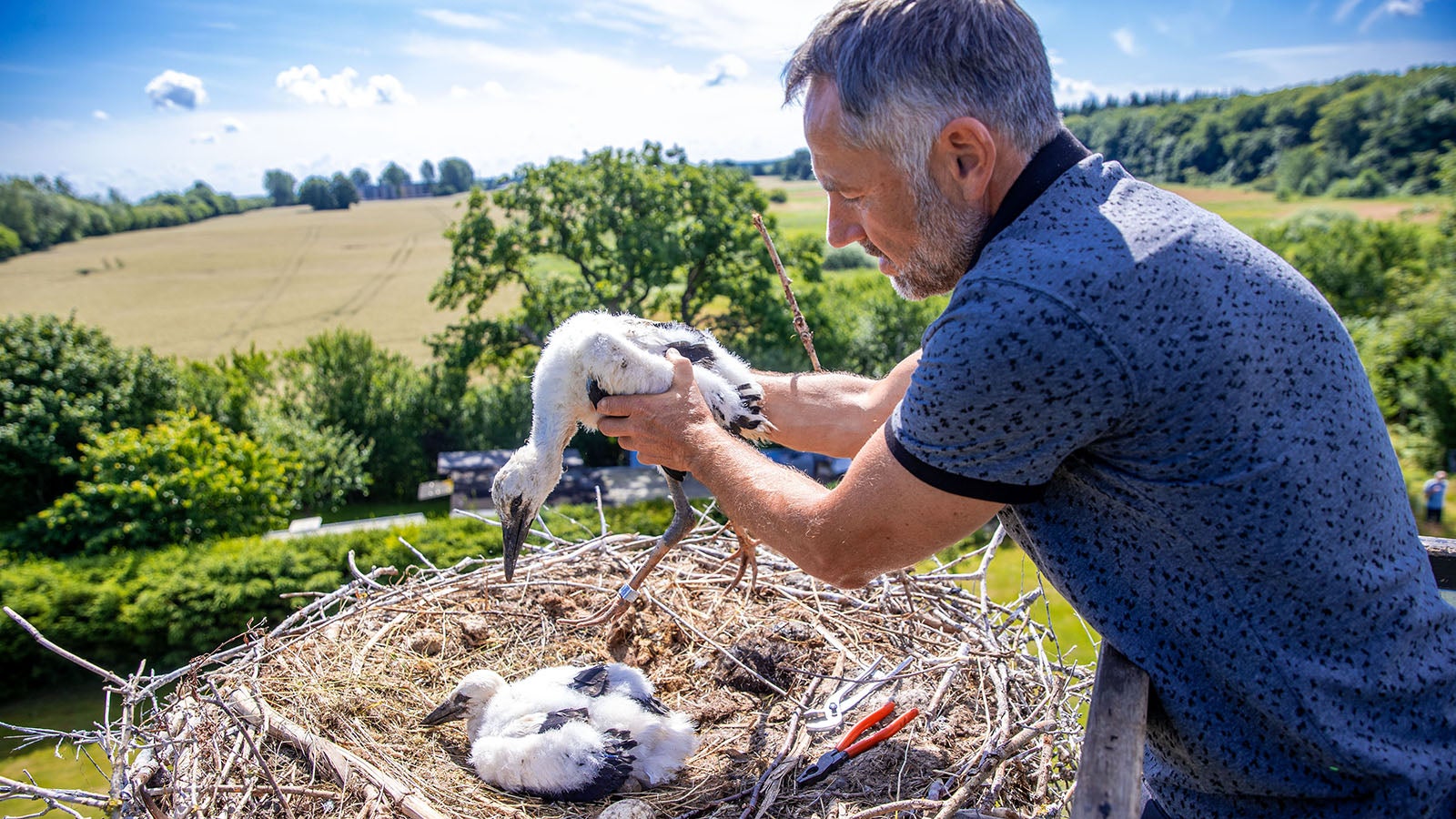 dpatopbilder - 29.06.2020, Mecklenburg-Vorpommern, Hohen Gubkow: Storchenberinger Gunnar Gernh&ouml;fer hebt einen Jungstorch nach dem Anbringen der Ringe zur&uuml;ck in sein Nest. Etwa 40 Horstpaare gibt es in diesem Jahr rund um Rostock. &Uuml;ber 50 Jungtiere werden die Storchenexperten beringen. Foto: Jens B&uuml;ttner/dpa-Zentralbild/dpa +++ dpa-Bildfunk +++