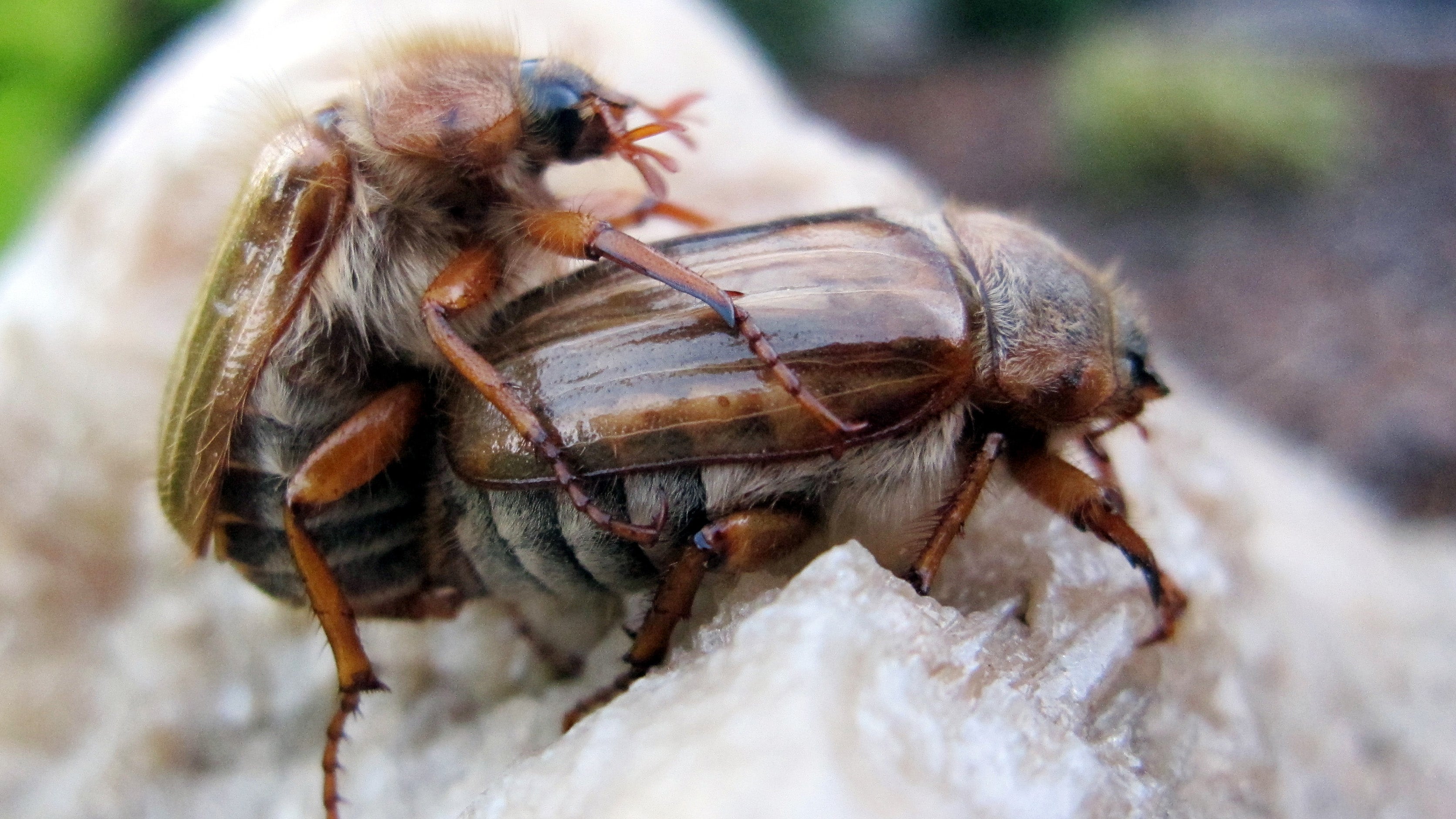 ARCHIV - 27.06.2011, Th&uuml;ringen, Sonneberg: Zwei Junik&auml;fer, auch Gerippte Brachk&auml;fer genannt (Scarabaeidae), kopulieren auf einer Wiese. Junik&auml;fer sind zur Paarungszeit vielerorts zu beobachten. (zu dpa: &laquo;Flugspektakel am Abendhimmel - Junik&auml;fer in Berlin unterwegs&raquo;) Foto: Stefan Thomas/dpa-ZB/dpa +++ dpa-Bildfunk +++