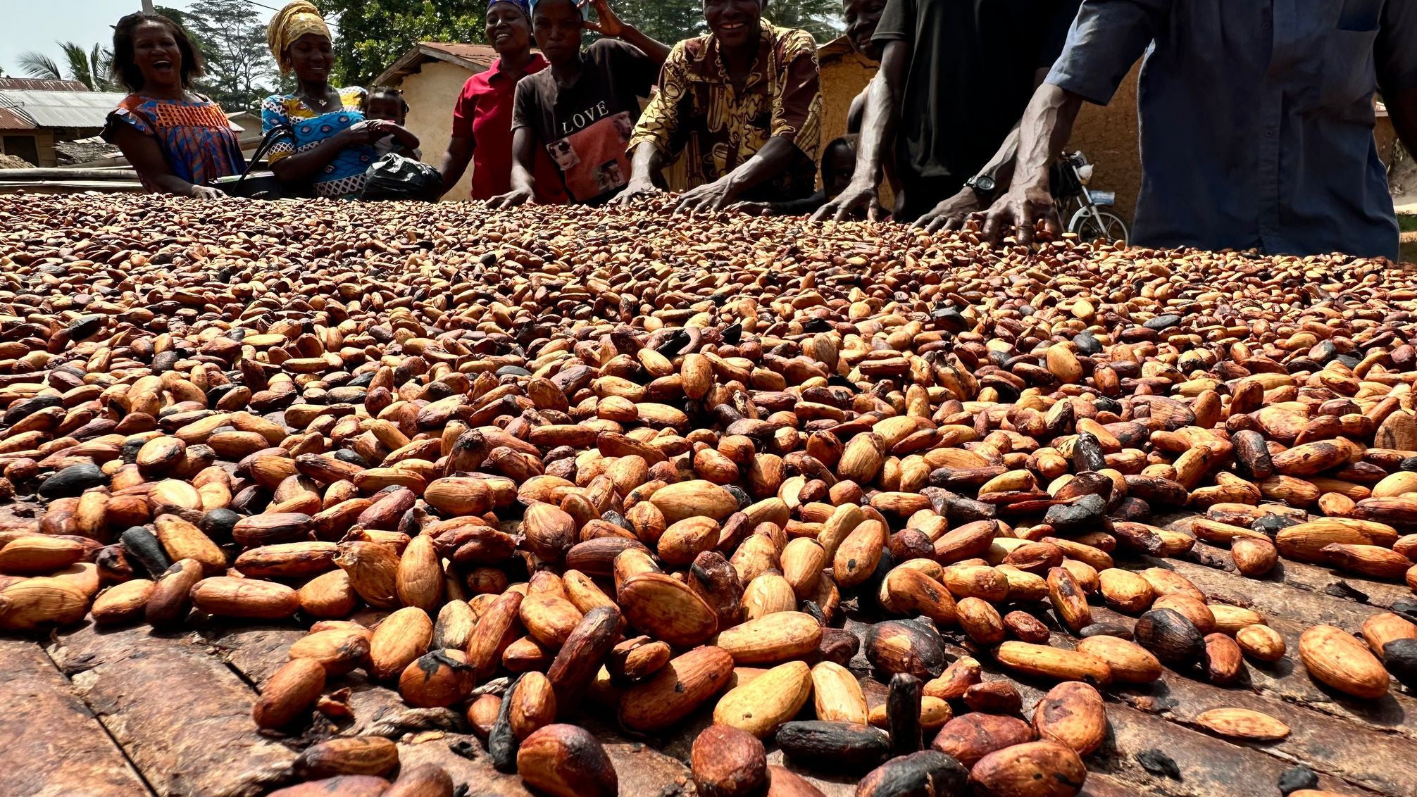 21.11.2024, Ghana, Sefwi Wiawso: Fermentierte Kakaobohnen werden von Dorfbewohnern auf einem Tisch in der Sonne getrocknet. (Christina Peters/dpa)