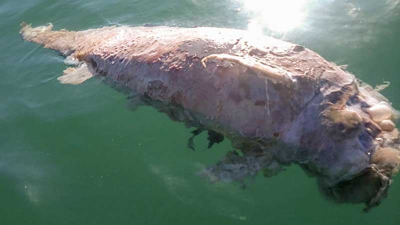 In this March 12, 2019 photo released by the Sea Shepherd organization, the body of a dead animal believed to be a vaquita, a critically endangered species of porpoise, floats in the ocean after being found in an illegal totoaba net recovered by Sea Shepherd in the Gulf of California off of Mexico. The environmentalist group Sea Shepherd said Thursday, March 14, 2019 that it found the badly decomposed body of what appeared to be a vaquita porpoise, one of perhaps only 10 that remain in the world. (Sea Shepherd via AP)