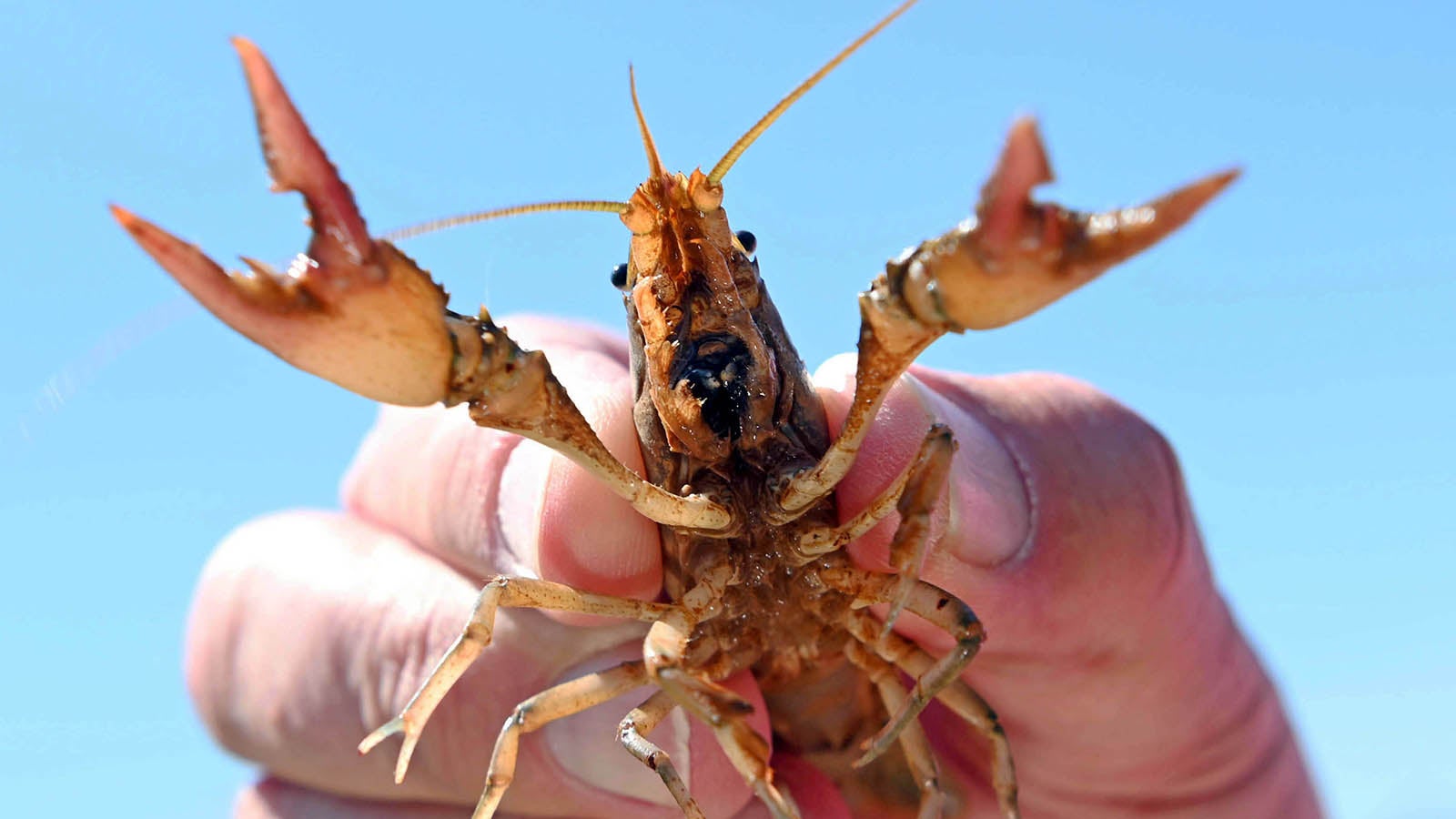 ARCHIV - 31.05.2021, Baden-W&uuml;rttemberg, Rheinstetten: An einem T&uuml;mpel in Baden-W&uuml;rttemberg wird ein lebender Kalikokrebs gezeigt. Die Kalikokrebse sind eine Bedrohung f&uuml;r Gew&auml;sser im S&uuml;dwesten bis Rheinland-Pfalz und nach Hessen geworden. (zu dpa &laquo;Globalisierung in der Natur - Invasive Arten auch in Rheinland-Pfalz&raquo;) Foto: Uli Deck/dpa +++ dpa-Bildfunk +++