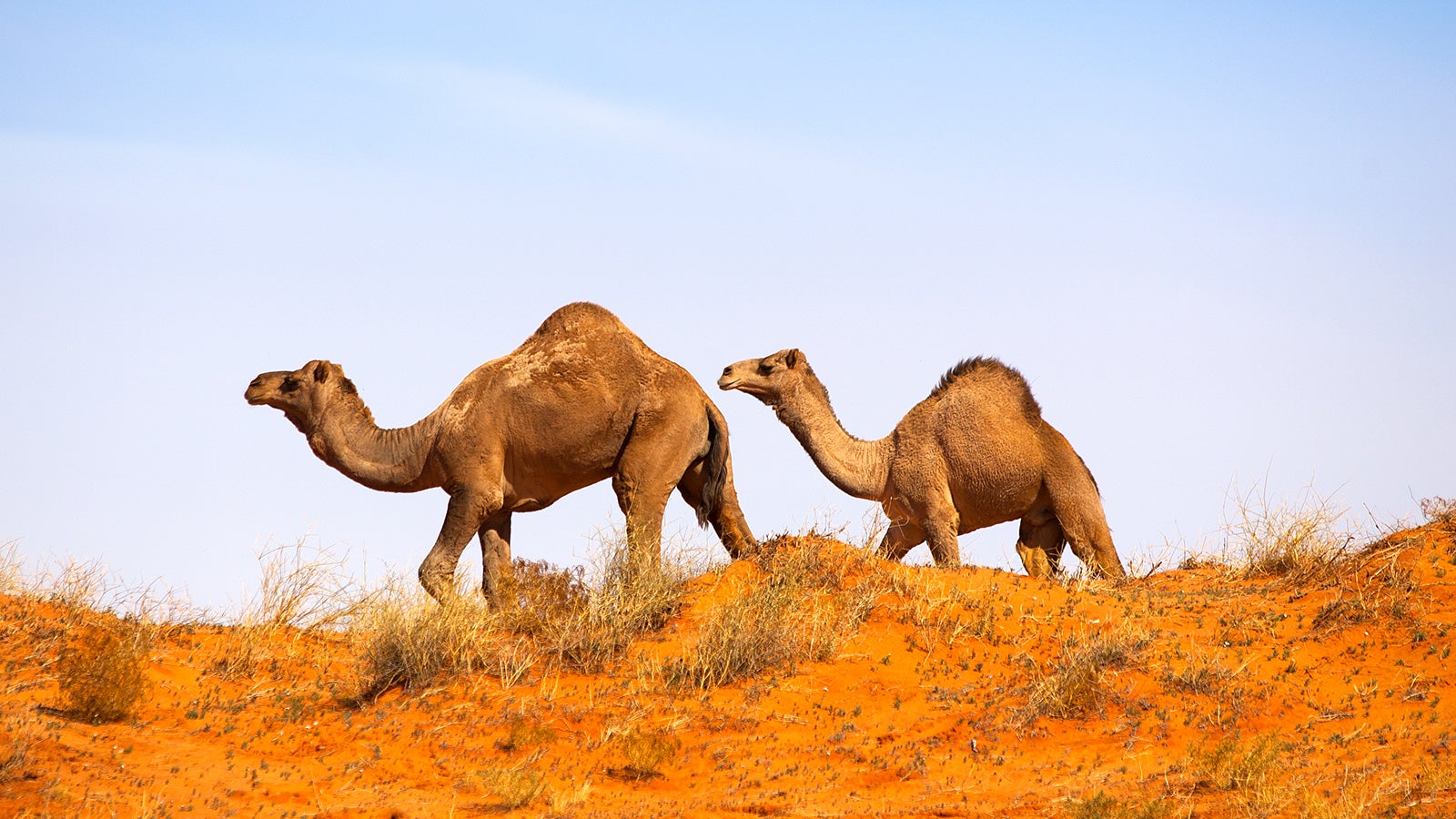 Verzweiflung In Australien Deswegen Werden 10 000 Kamele Getotet