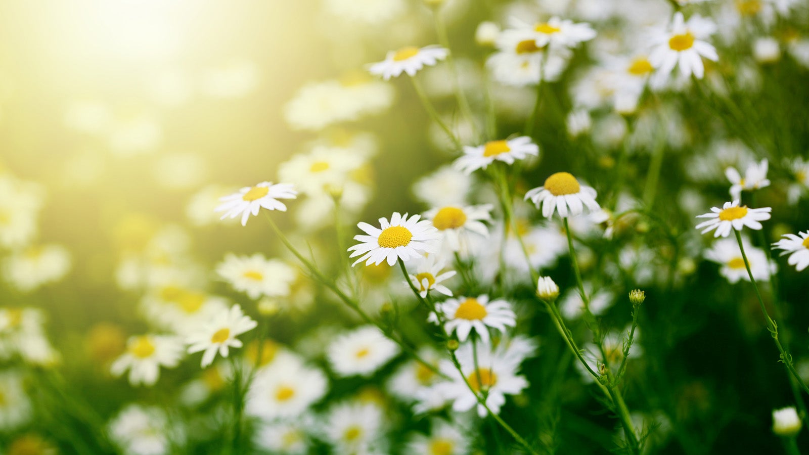 Bestimmte Schneckenarten meiden duftende Pflanzen wie etwa die Echte Kamille. Foto: GettyImages.