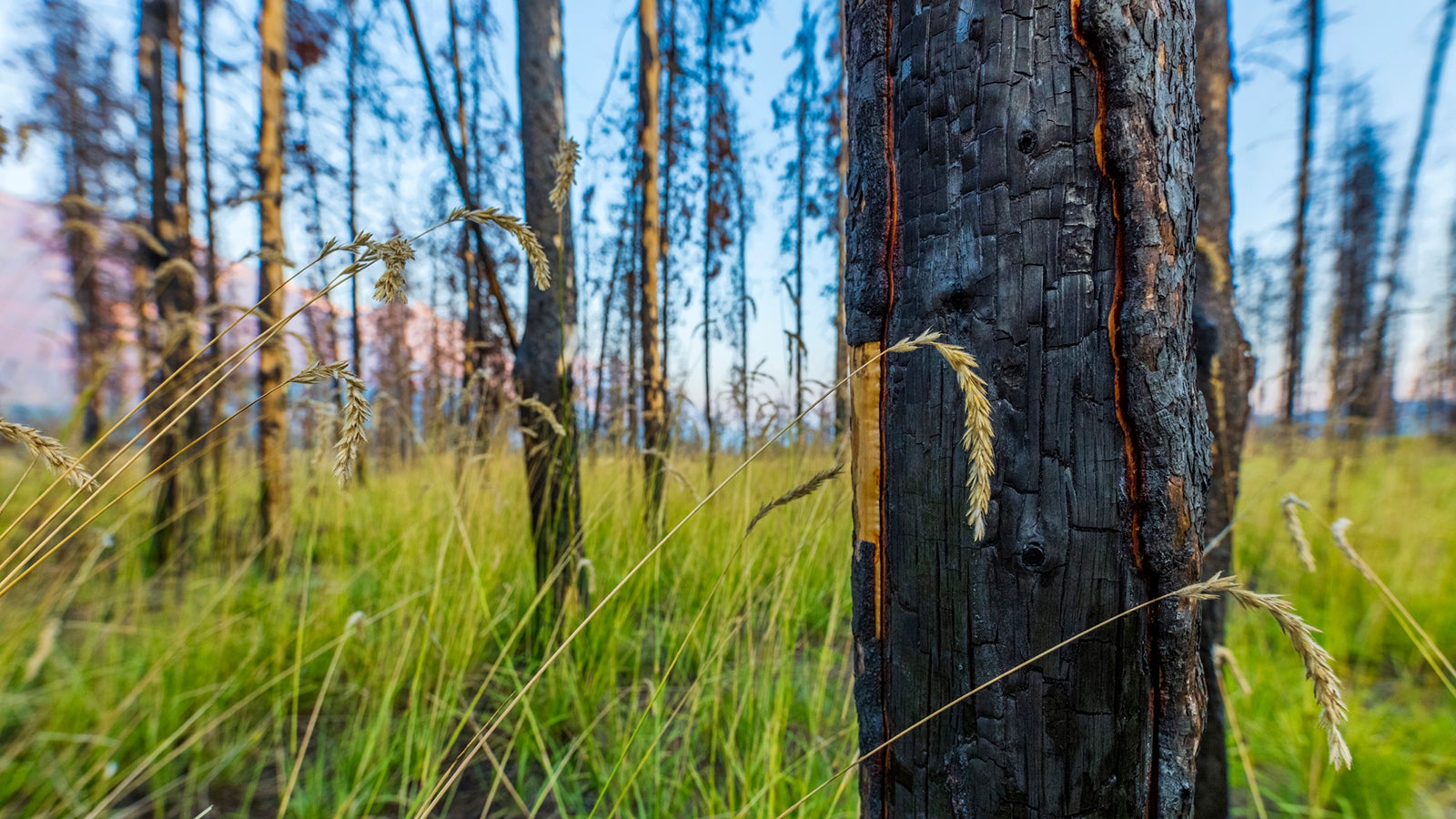 Jasper-Nationalpark in Alberta, Kanada - Stock-Fotografie
Wildfire aftermath in Jasper National Park, Alberta Canada