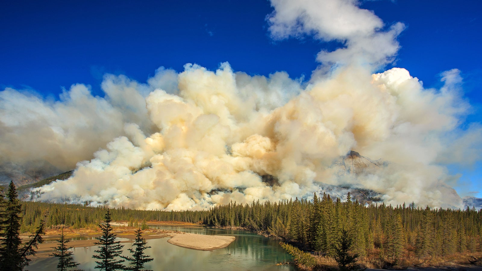 We saw the fire spreading on the whole mountain in a valley. I was worried about the plants and animals in this area. But it advances the metabolism of the Rocky Mt. The saplings will cover this area in the next year.