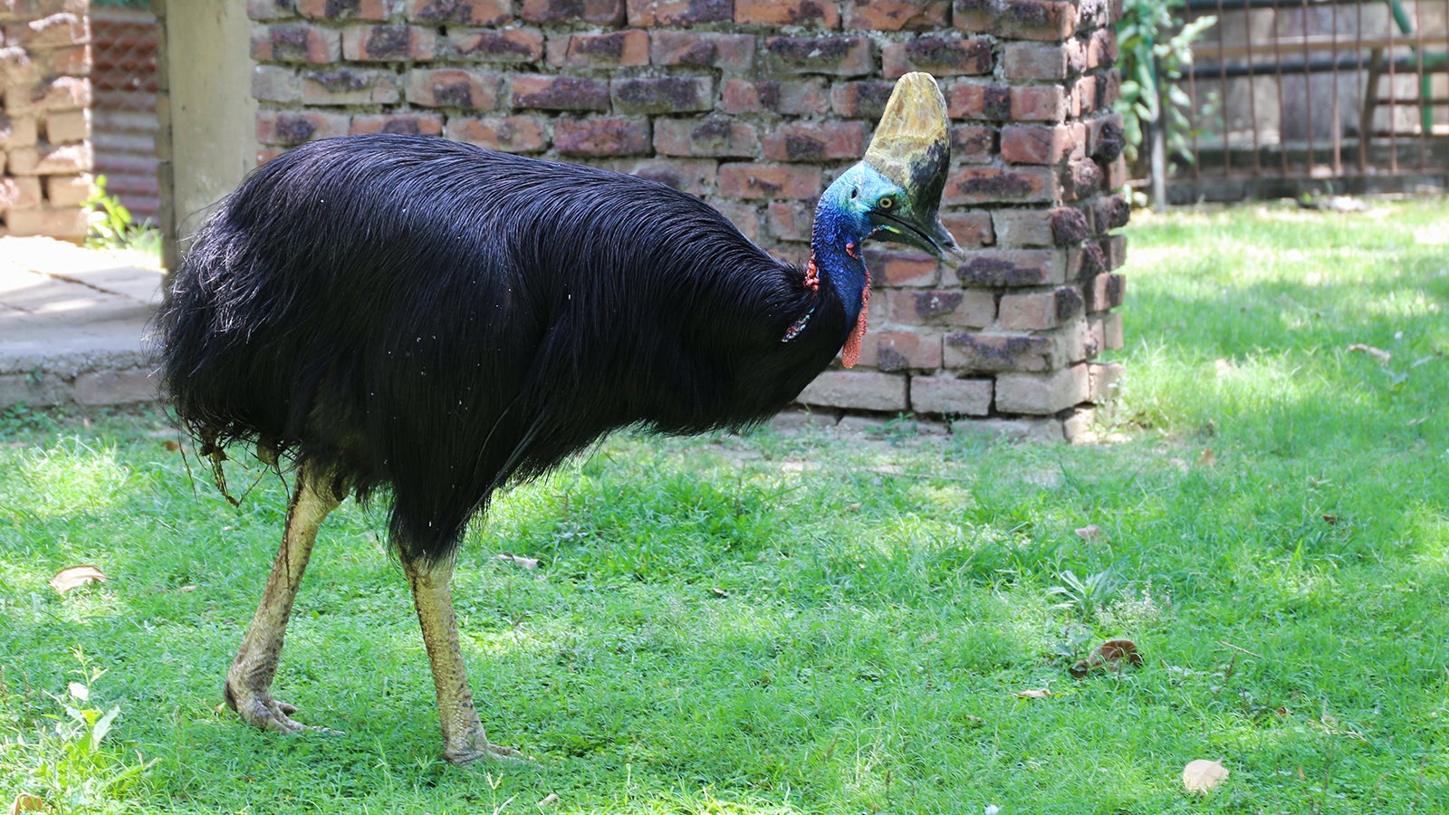 21.05.2020, Pakistan, Lahore: Ein Kasuar stolziert im Zoo in seinem&nbsp;Gehege umher. Seit rund 50&nbsp;Jahren ist der seltene Vogel ohne Partnerin. Er sei laut Angaben des Zoos das einzige Exemplar in&nbsp;Pakistan. Foto: Vakas Ali/dpa +++ dpa-Bildfunk +++