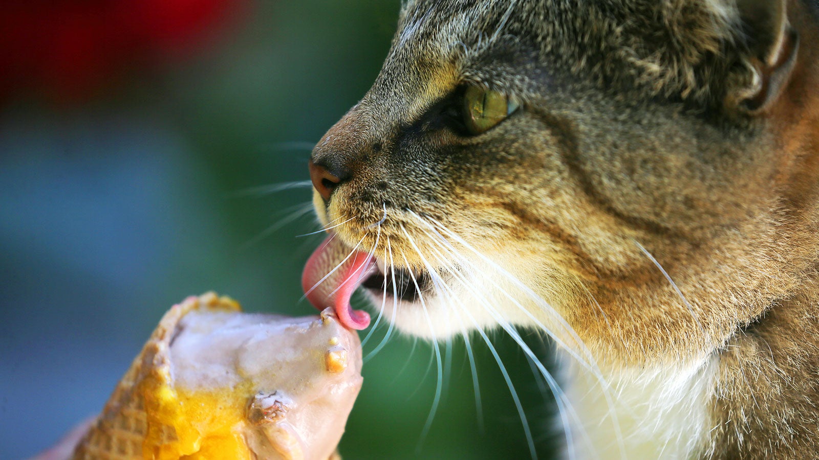 27.07.2018, Berlin: Bei Temperaturen um 32 Grad Celsius probiert ein getigerter Kater im Bezirk Tempelhof Reste von Speiseeis. Nach Angaben der Meteorologen wird die Quecksilbers&auml;ule in den kommenden Tagen weiter oberhalb der 30 Grad Marke zu finden sein und eine Abk&uuml;hlung ist nicht in Sicht. Foto: Wolfgang Kumm/dpa +++ dpa-Bildfunk +++