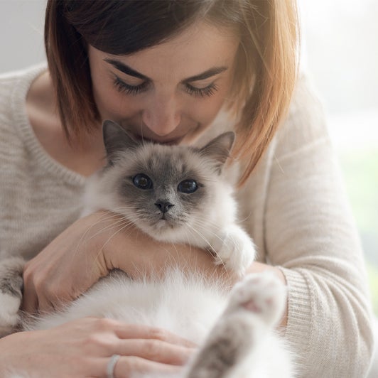 anhanglicher als gedacht katzen binden sich wie kinder an bezugspersonen the weather channel artikel von the weather channel weather com