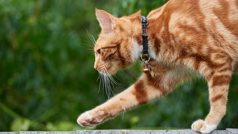 Killer Katzen Haustiere Toten In Australien Jahrlich Millionen