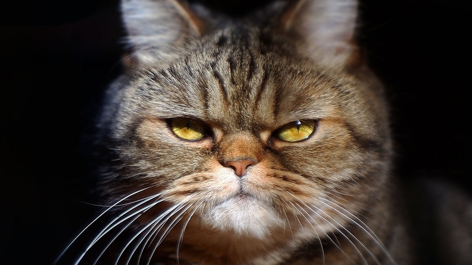 grumpy tabby serious british cat on a black background