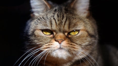 Us Tierheim Gibt Schlimmste Katze Der Welt Zur Adoption Frei