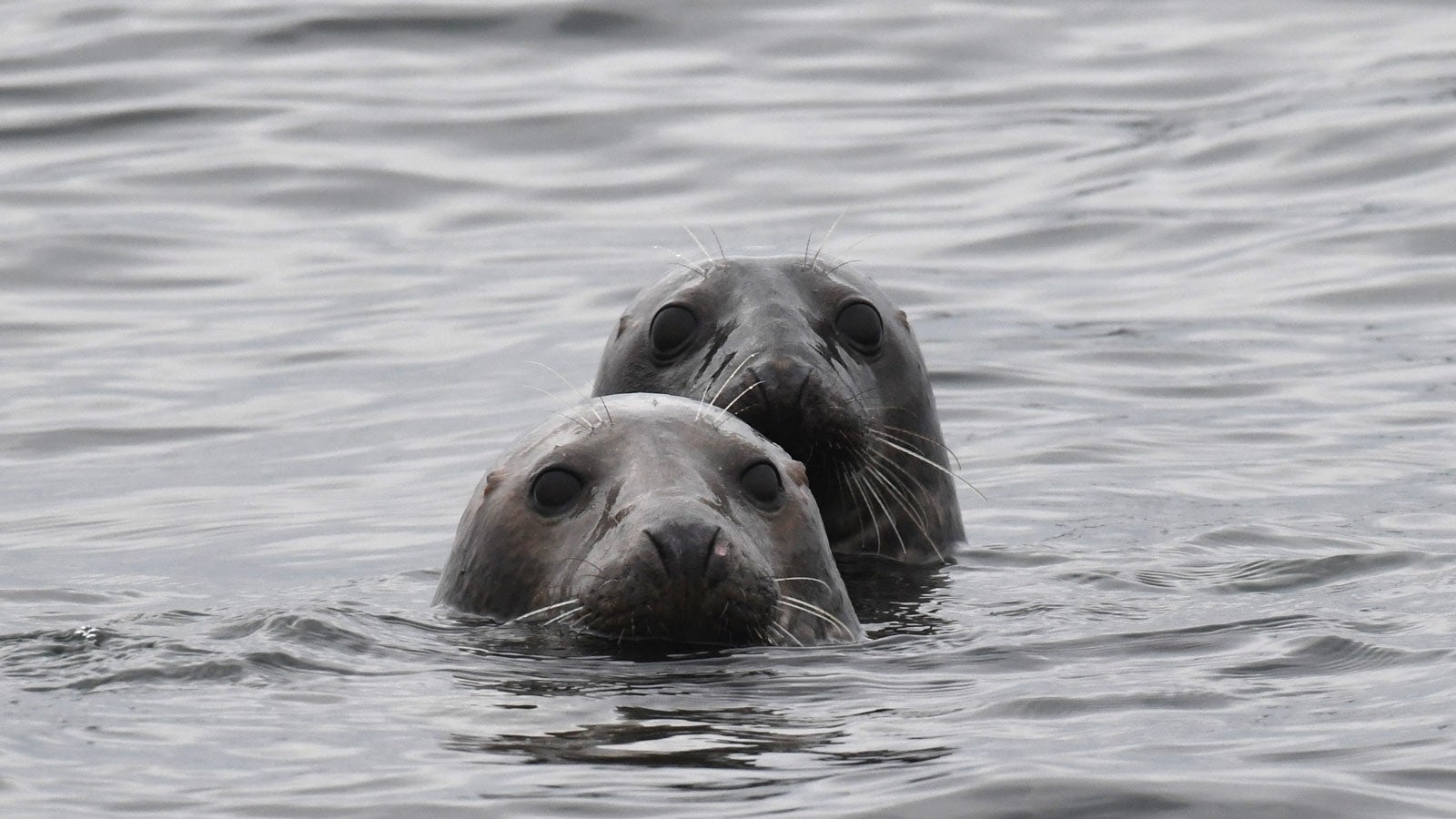 ARCHIV - 21.02.2018, Mecklenburg-Vorpommern, Stahlbrode: Zwei Kegelrobben schwimmen &uuml;ber der Sandbank (Untiefe) Gro&szlig;er Stubber im Greifswalder Bodden zwischen der Insel R&uuml;gen und Lubmin. (zu dpa-Korr "Kegelrobben erobern K&uuml;stengew&auml;sser zur&uuml;ck") Foto: Stefan Sauer/dpa