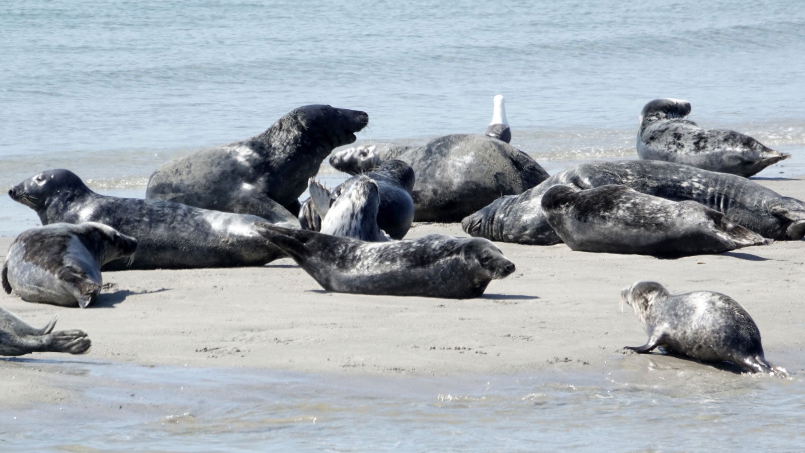 ARCHIV - 15.05.2019, Schleswig-Holstein, Helgoland: Robben liegen am Strand der D?ne vor Helgoland. Das Wattenmeersekretariat ver?ffentlicht am 03.07.2020 das Ergebnis der neuesten Kegelrobbenz?hlung. Foto: Carsten Rehder/dpa +++ dpa-Bildfunk +++