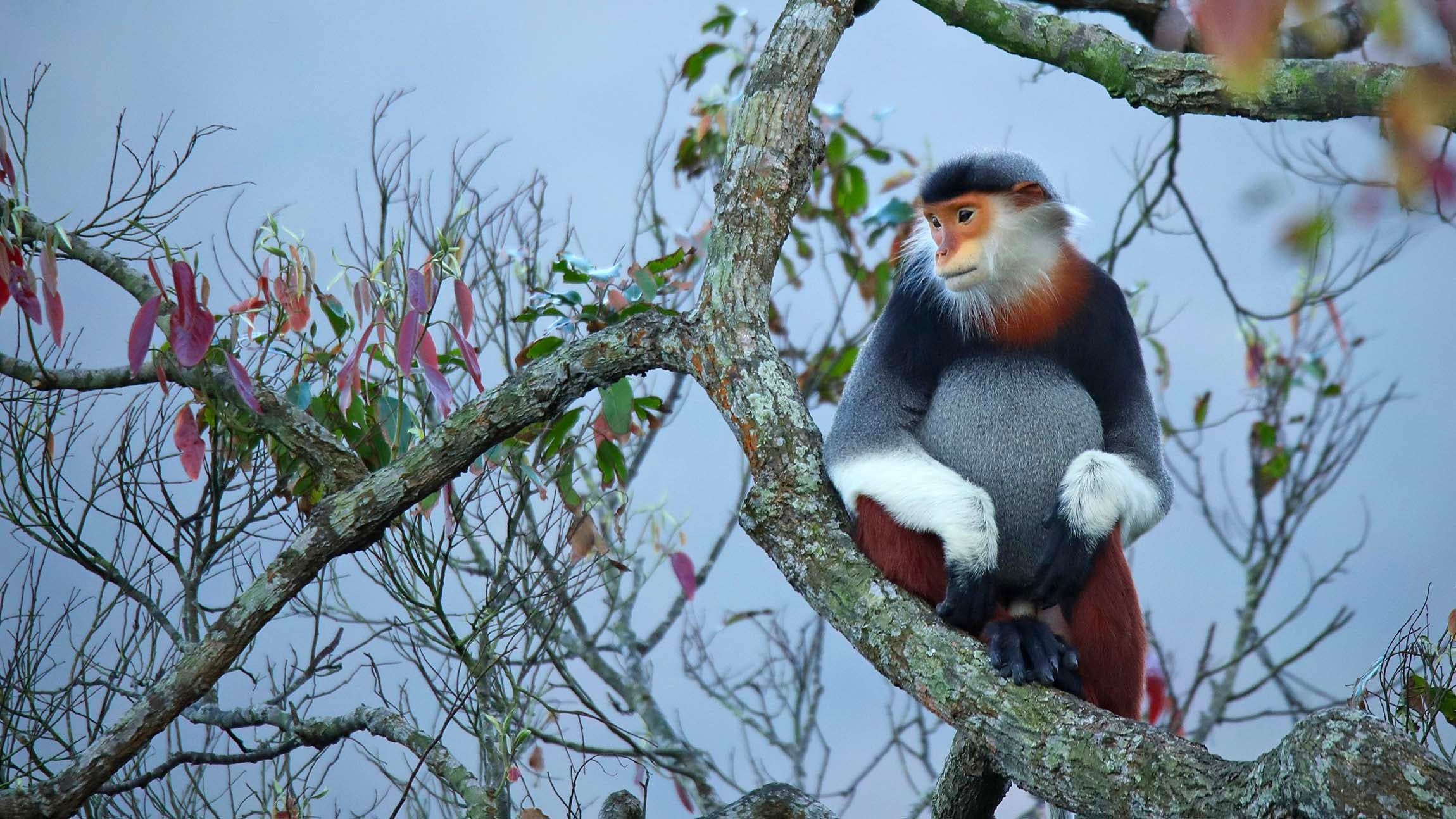 HANDOUT - 10.03.2021, Vietnam, Son Tra Peninsula: Rotschenklige Kleideraffen im Dschungel rund um das InterContinental Danang Sun Peninsula Resort. Die vom Aussterben bedrohten Primaten leben heute nur noch in Vietnam (haupts&auml;chlich auf der Son Tra Halbinsel) und in Laos. (zu dpa "Santa Claus im Dschungel: Auf der Spur des sch&ouml;nsten Affen der Welt") Foto: InterContinental Danang Sun Peninsula Resort/dpa - ACHTUNG: Nur zur redaktionellen Verwendung im Zusammenhang mit der aktuellen Berichterstattung und nur mit vollst&auml;ndiger Nennung des vorstehenden Credits +++ dpa-Bildfunk +++