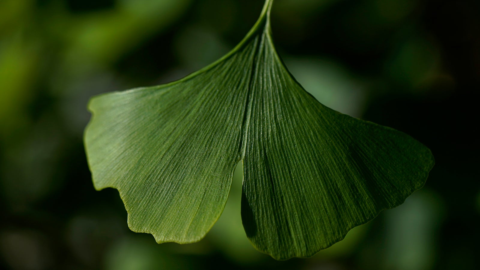 CORRECTS TO SMITHSONIAN ENVIRONMENTAL RESEARCH CENTER, NOT SMITHSONIAN RESEARCH CENTER - A distinctive fan-shaped ginkgo leaf in the Fossils Atmospheres Project is seen in the morning sun at the Smithsonian Environmental Research Center in Edgewater, Md., Tuesday, May 18, 2021. &ldquo;Ginkgo is a pretty unique time capsule,&rdquo; said Peter Crane, a Yale University paleobotanist. &ldquo;It is hard to imagine that these trees, now towering above cars and commuters, grew up with the dinosaurs and have come down to us almost unchanged for 200 million years.&rdquo; (AP Photo/Carolyn Kaster)