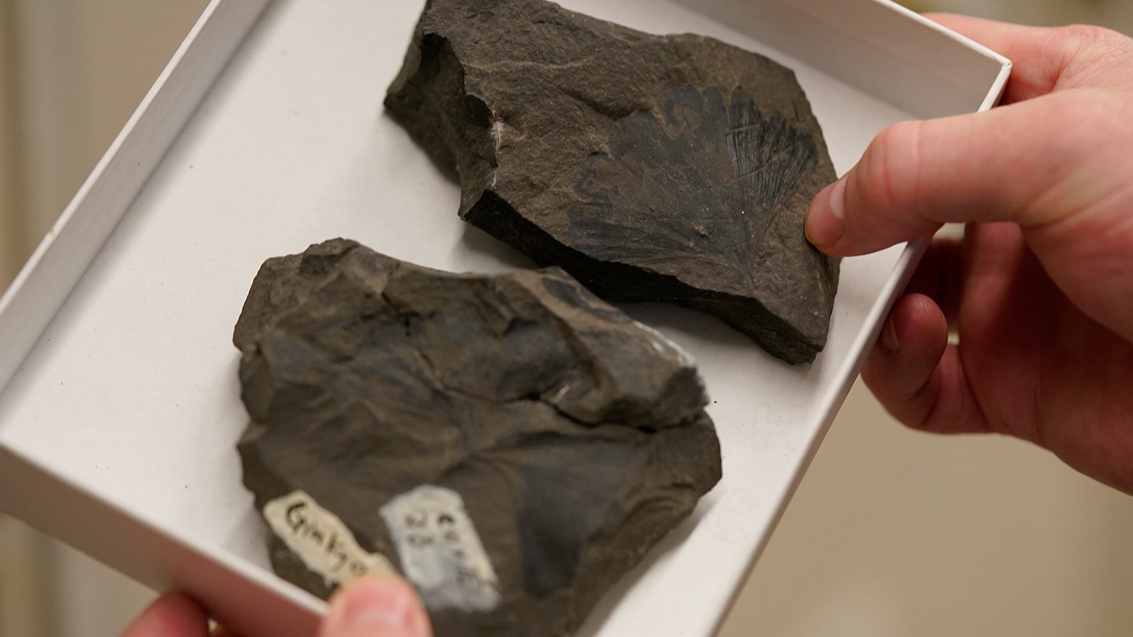 Rich Barclay, Smithsonian research geologist and Director of the Fossil Atmospheres Project, holds a tray of Late Cretaceous ginkgo leaf fossils from Alaska's North Slope in the archives of the National Museum of Natural History in Washington, Friday, June 4, 2021. The leaf shape is virtually identical to a fossil from around 100 million years ago, and to a modern leaf. But one key difference can be viewed with a microscope - how the leaf has responded to changing carbon in the air. (AP Photo/Carolyn Kaster)
