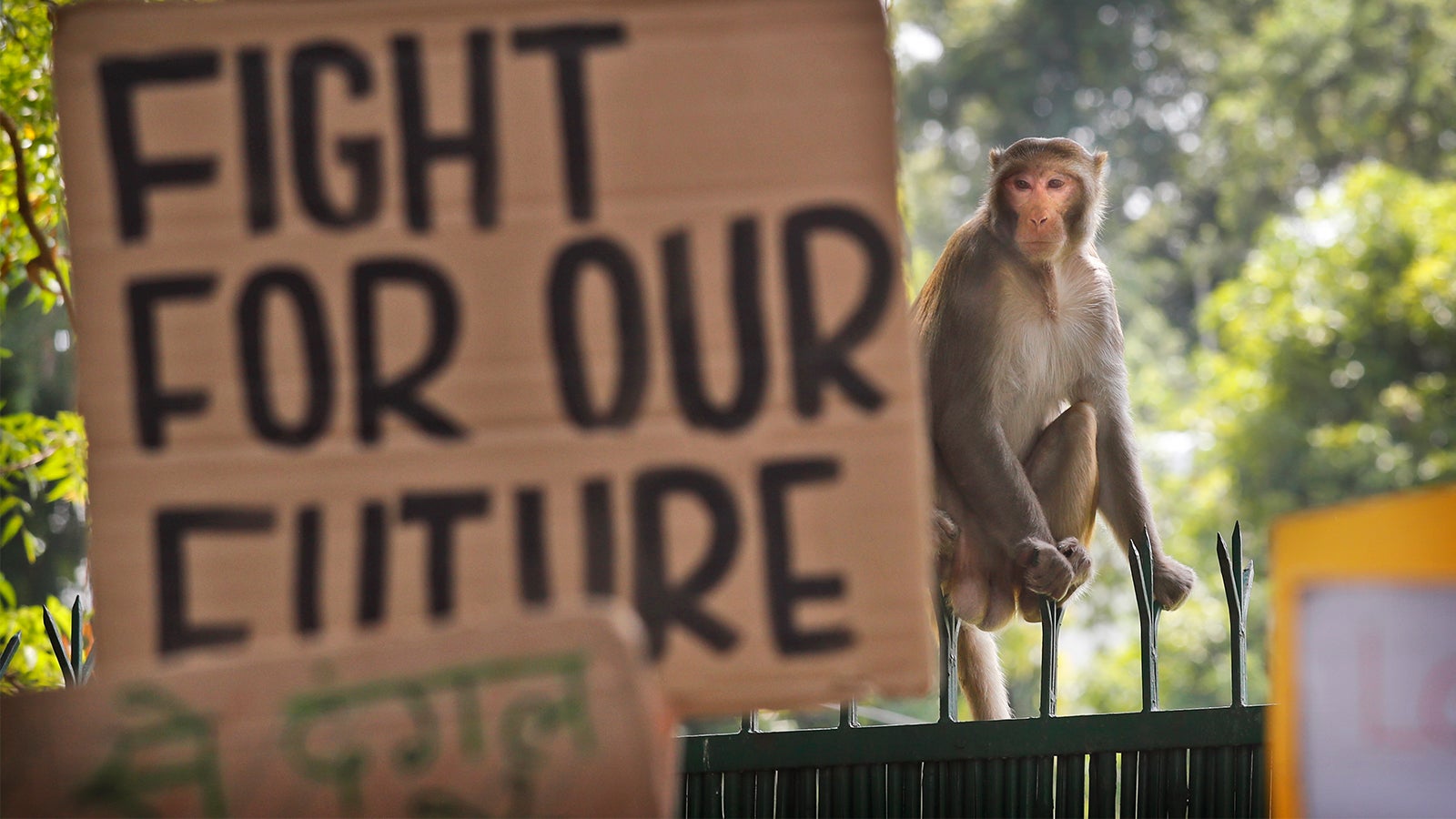 dpatopbilder - 20.09.2019, Indien, Neu Delhi: Ein Affe sitzt w&auml;hrend einer Demonstration neben einem Protestschild mit der Aufschrift: Fight For Our Future. Die Demonstranten folgen dem Aufruf zum globalen Klimastreik und wollen f&uuml;r mehr Klimaschutz k&auml;mpfen. Sie wollen damit die Streik- und Protestaufrufe in der ganzen Welt unterst&uuml;tzen. Foto: Manish Swarup/AP/dpa +++ dpa-Bildfunk +++
