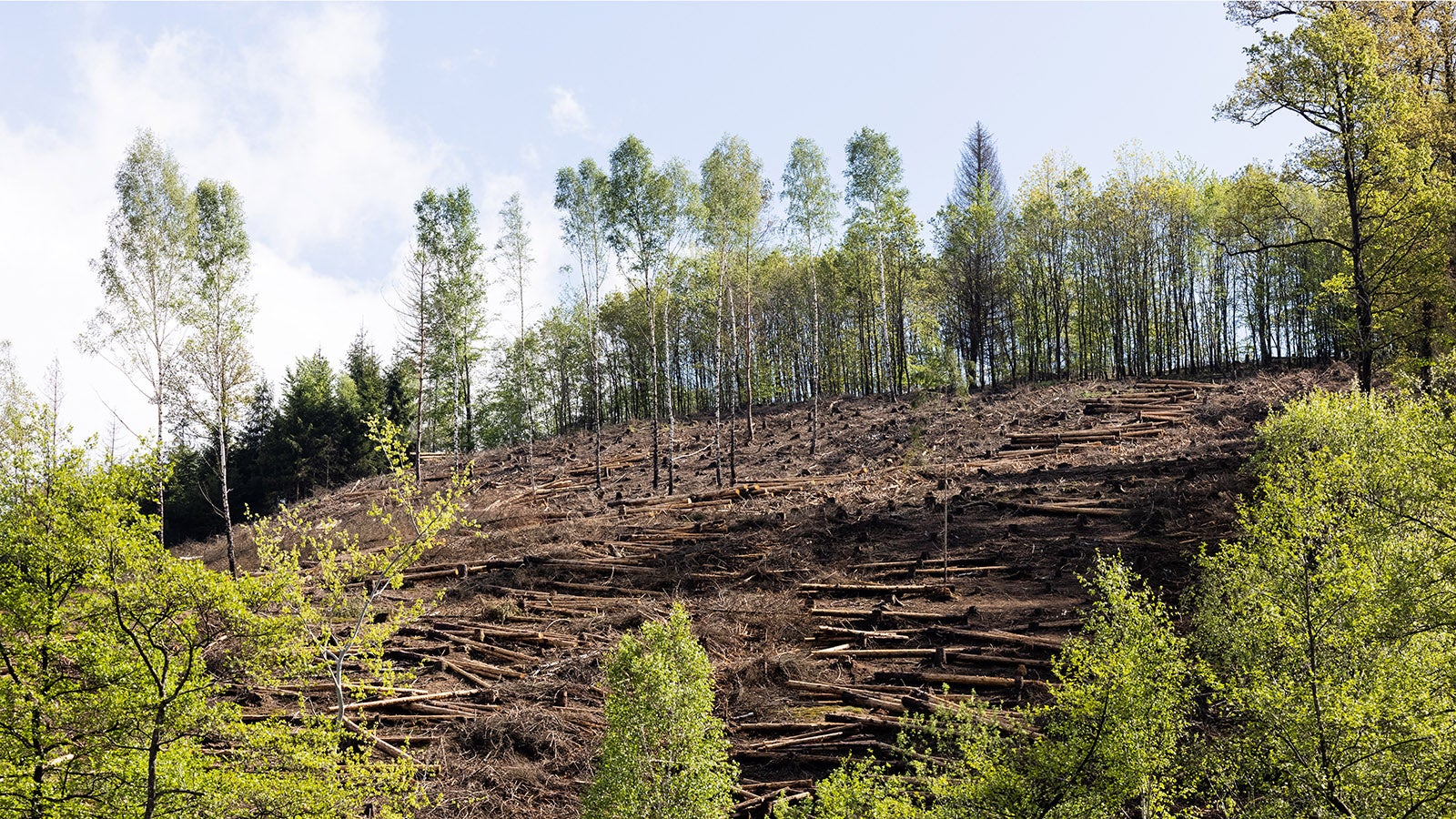 ARCHIV - 28.05.2021, Nordrhein-Westfalen, Immicke: Wo einst Fichten standen, sind nur ein paar Laubb&auml;ume &uuml;brig. Der Klimawandel, St&uuml;rme, hei&szlig;e Sommer sowie die damit verbundene rapide Vermehrung des Borkenk&auml;fers machen dem Wald, insbesondere den Fichten, schwer zu schaffen.    (zu dpa "Risikoanalyse sieht wachsende Gefahren durch den Klimawandel") Foto: Rolf Vennenbernd/dpa +++ dpa-Bildfunk +++