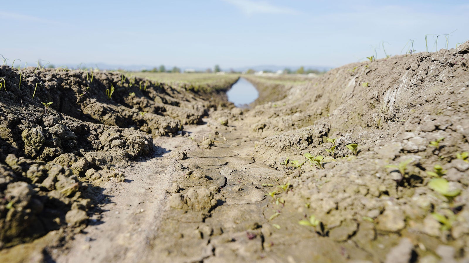 ARCHIV - 16.04.2020, Rheinland-Pfalz, Lambsheim: Risse im Boden sind in einer Ackerfurche zu sehen. Die extreme Trockenheit im April gef?hrdet das Sommergetreide ebenso wie den Raps, den Maisanbau. Der Klimawandel geht nach Einsch?tzung des rheinland-pf?lzischen Landwirtschaftsministerium mit einem zunehmenden Auftreten von Pflanzensch?dlingen und Krankheiten einher. Foto: Uwe Anspach/dpa +++ dpa-Bildfunk ++