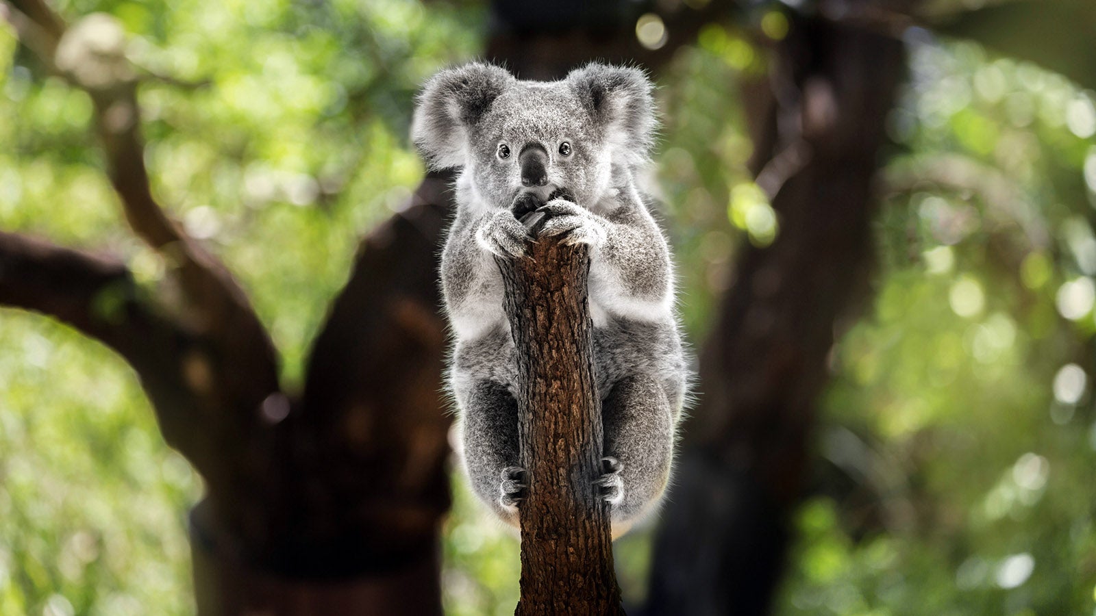 Animal, Animal Hair, One Animal, Australia, Koala