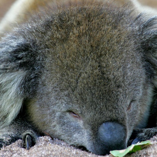Tierschutzer Schlagen Alarm Koalas Sind Am Aussterben Doch Stimmt Das The Weather Channel Artikel Von The Weather Channel Weather Com