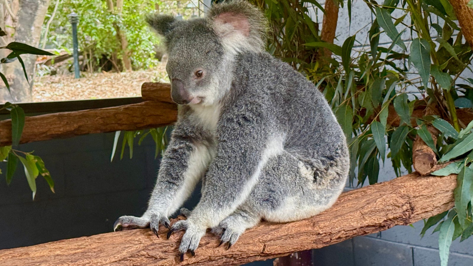 21.09.2026, Australien, Brisbane: Ein Koala sitzt im Lone Pine Koala Sanctuary. Das Schutzzentrum in Brisbane wurde 1927 gegr&uuml;ndet und ist das &auml;lteste der Welt. Foto: Carola Frentzen/dpa