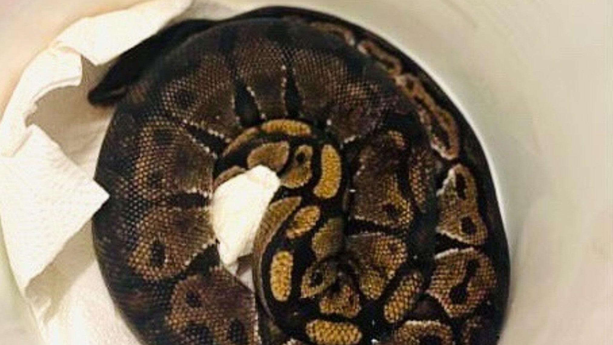 ACHTUNG: Nur zur redaktionellen Verwendung im Zusammenhang mit der aktuellen Berichterstattung und nur mit vollst&auml;ndiger Nennung des vorstehenden Credits

29.08.2025, Hessen, Erbach: Eine auf einem Campingplatz entdeckte K&ouml;nigspython &uuml;bernachtete auf einer Polizeiwache in einem Eimer. (Polizei S&uuml;dhessen/dpa)