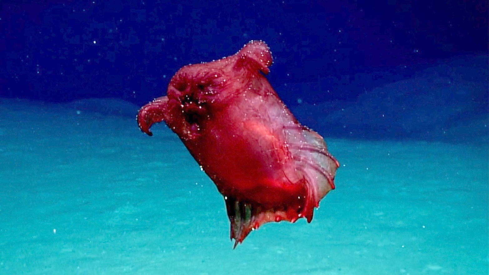 Dieses Videostandbild einer neuen Unterwasserkamera, die von australischen Forschern der Australian Antarctic Division entwickelt wurde, zeigt eine bislang unbekannte Spezies, die auf den Namen &laquo;Kopfloses H&uuml;hnermonster&raquo; (&laquo;headless chicken monster&raquo;) getauft wurde. Forscher haben in den Gew&auml;ssern um die Antarktis eine kuriose Tiefsee-Seegurke gefilmt. Die fassf&ouml;rmige Seegurke ist je nach Alter zartrosa bis rotbraun. Sie wird bis zu 25 Zentimeter lang und bewohnt Tiefen zwischen 300 und 6000 Metern. Foto: Australian Antarctic Division/AAP/dpa - ACHTUNG: Nur zur redaktionellen Verwendung und nur mit vollst&auml;ndiger Nennung des vorstehenden Credits 
