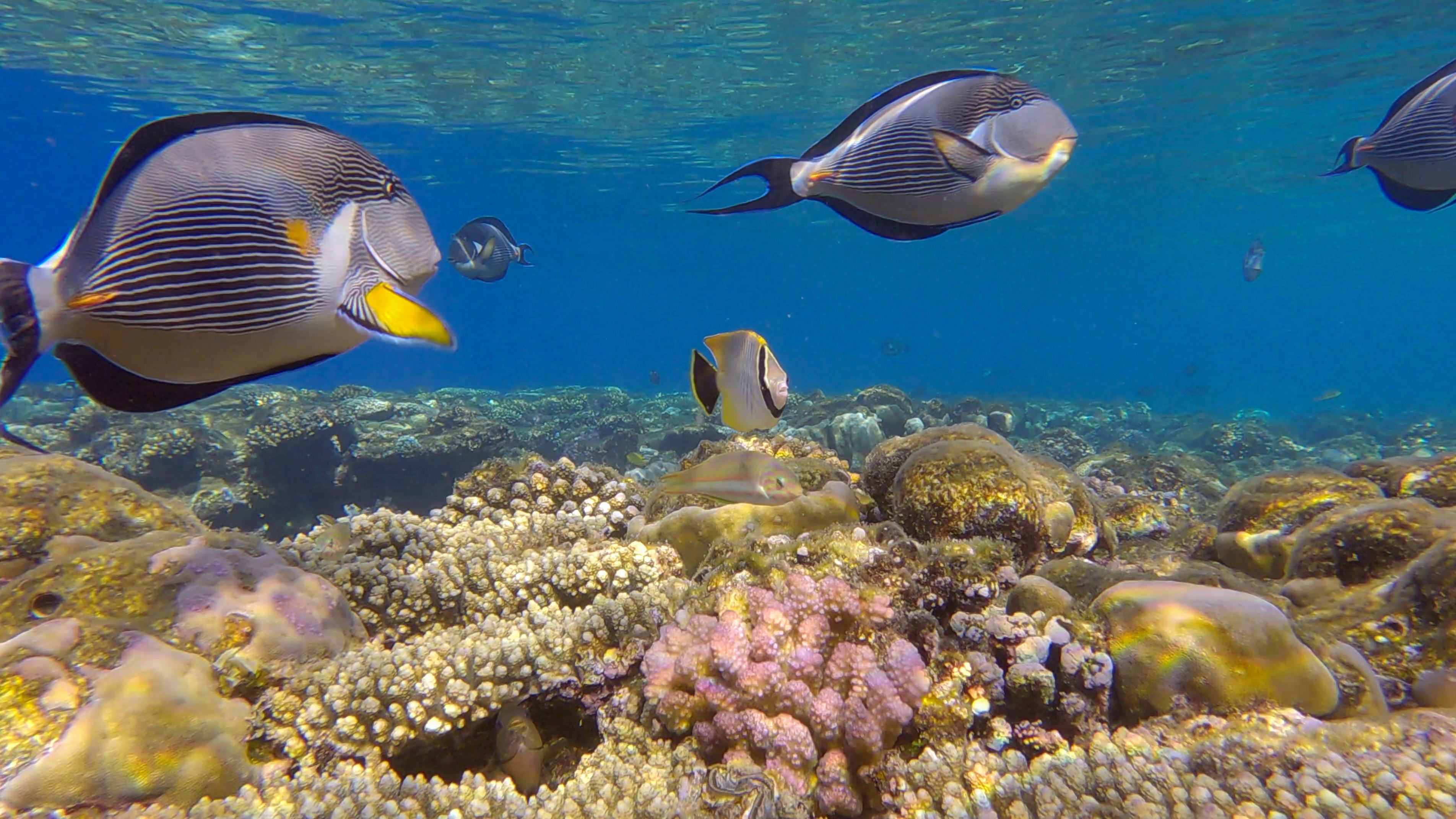 26.06.2022, &Auml;gypten: Ein Schwarm Arabischer Doktorfische (Acanthurus sohal) schwimmt im Roten Meer &uuml;ber einem Korallenriff. (Andrey Nekrasov/Zuma Press/dpa)
