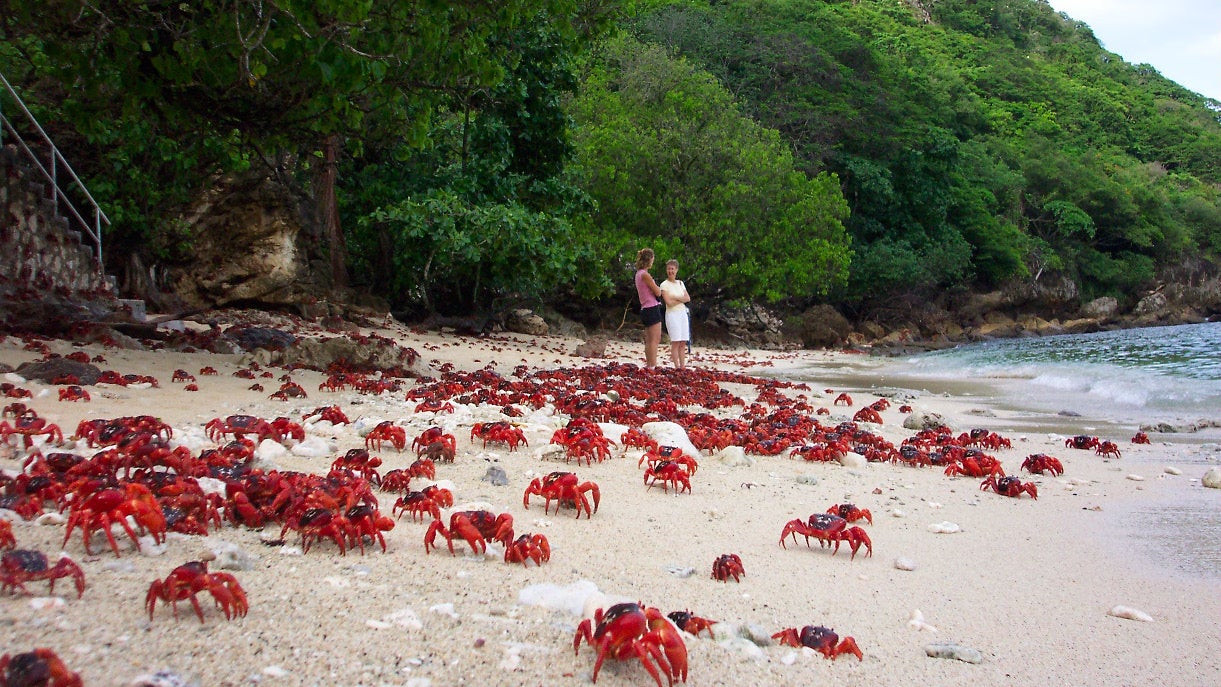 Millionen Roter Krabben Stromen An Strande Das Steckt Dahinter Artikel Von The Weather Channel Weather Com