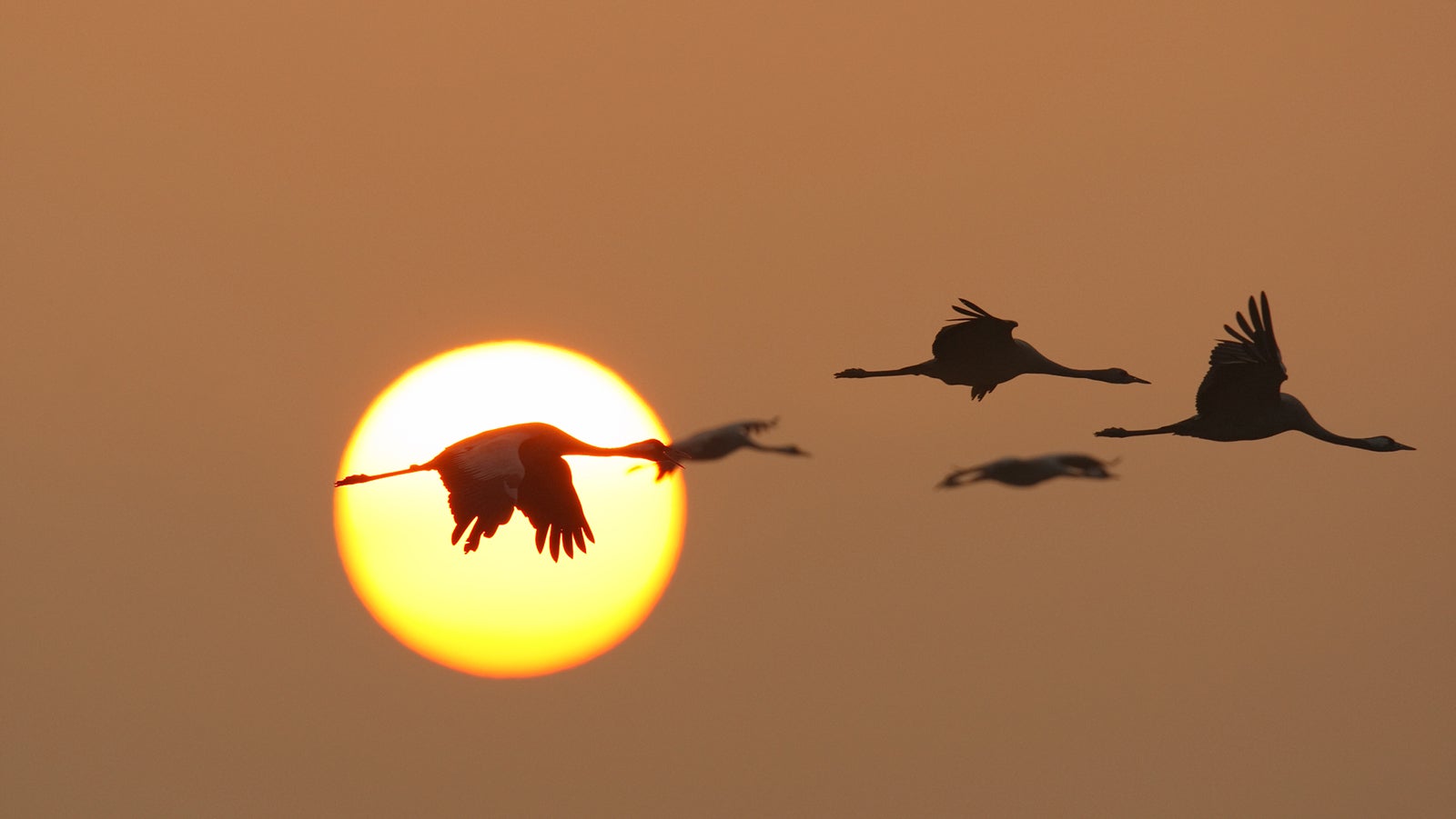 "all images developed in the time from 2007-10-13 to 2007-10-16 in Mecklenburg-Vorpommern / Northern Germany, this year came 70.000 cranes in large flocks from scandinavia to the area around Darss/Hiddensee/Ruegen, the view and the noise were amazing"