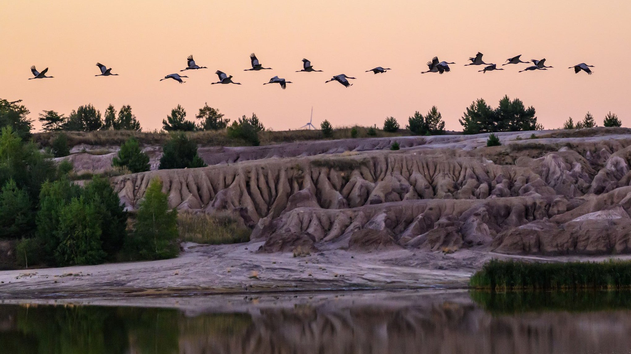 04.09.2025, Brandenburg, Luckau/Ot G&ouml;rlsdorf: Kraniche fliegen zum Sonnenaufgang nahe dem Heinz Sielmann Natur-Erlebniszentrum Wanninchen &uuml;ber den Schlabendorfer See, einem Bergbaufolgesee im Naturpark Niederlausitzer Landr&uuml;cken. (Patrick Pleul/dpa)