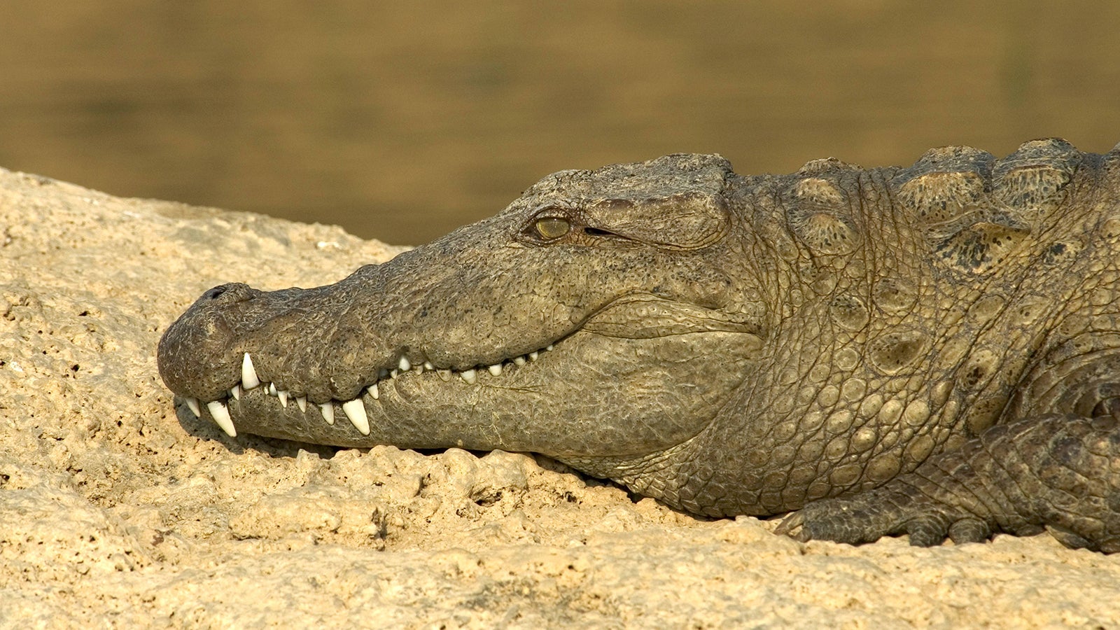 Sumpfkrokodil, Sumpf-Krokodil (Crocodylus palustris), ruht am Flussufer des Chambal, Portraet, Indien mugger crocodile, mugger, marsh crocodile, broad-snouted crocodile (Crocodylus palustris), resting at the riverside of the Chambal River, portrait, India BLWS531185 Copyright: xblickwinkel/AGAMI/M.xGuytx