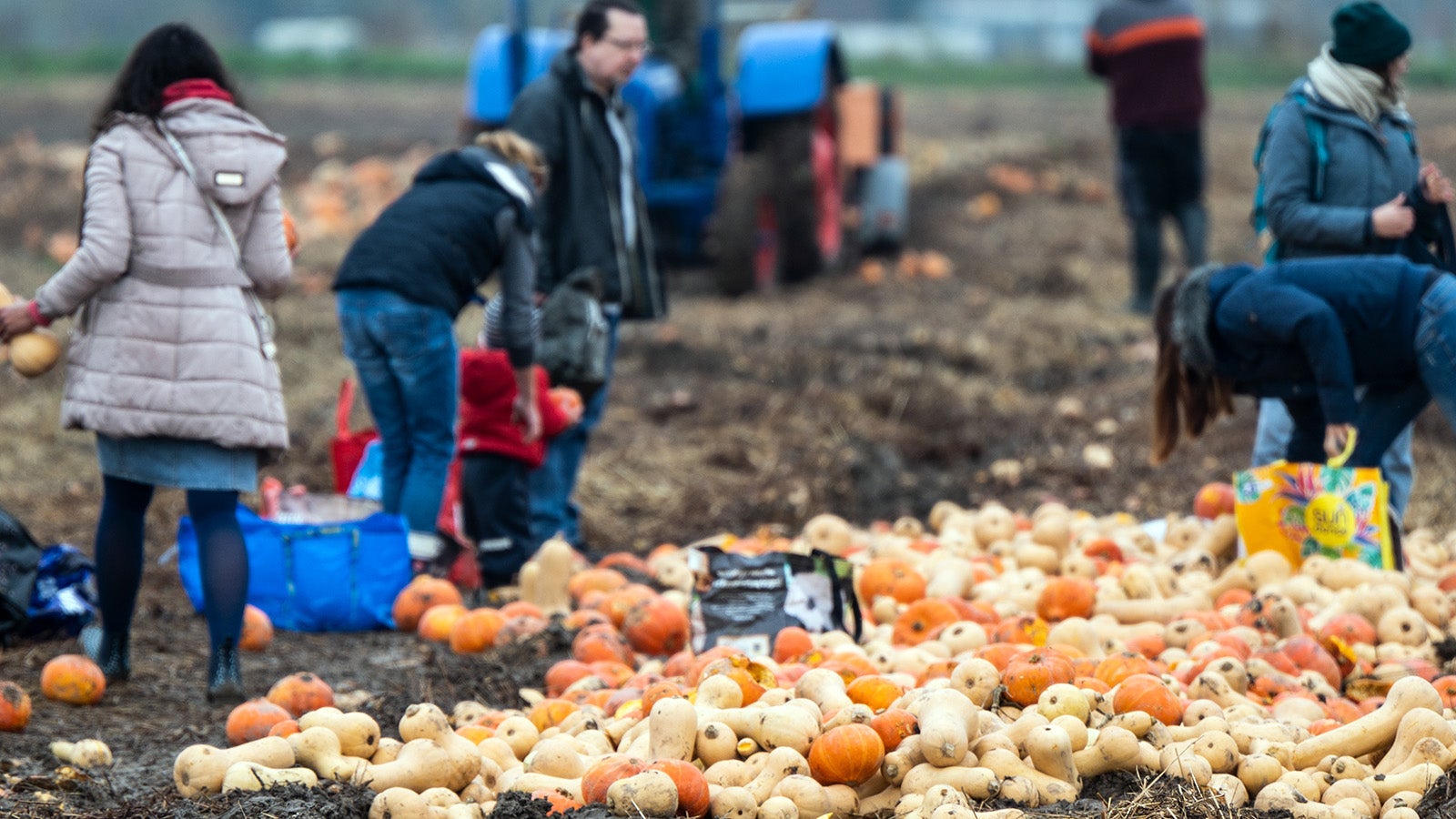 05.11.2021, Nordrhein-Westfalen, K&ouml;ln: Passanten sammeln auf einem Acker Gem&uuml;se auf. Tonnenweise &laquo;krummes Gem&uuml;se&raquo; zum Mitnehmen hat ein Landwirt auf einem Feld bei K&ouml;ln ausgekippt. Seit einigen Tagen kommen immer wieder Menschen mit gro&szlig;en Taschen oder Anh&auml;ngern, teils von weit her, um sich kostenlos mit aussortierten S&uuml;&szlig;kartoffeln oder K&uuml;rbissen einzudecken. Foto: Federico Gambarini/dpa +++ dpa-Bildfunk +++